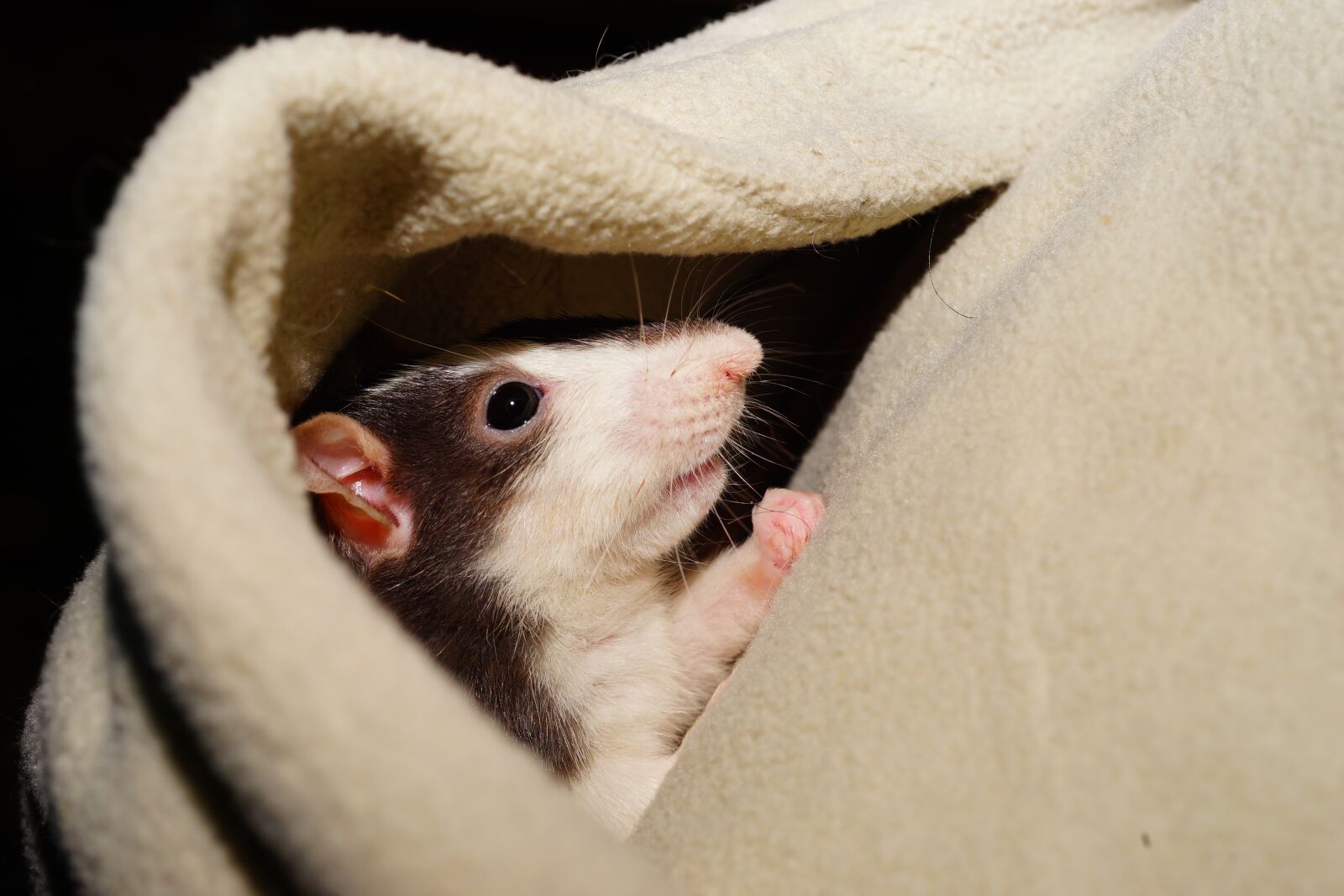 Sony a99 II sample photo. Rat, comfortable, cuddly photography
