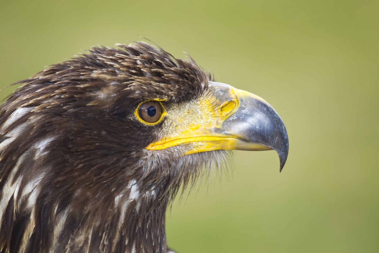 Canon EOS-1D Mark IV sample photo. Bird of prey, eagle photography