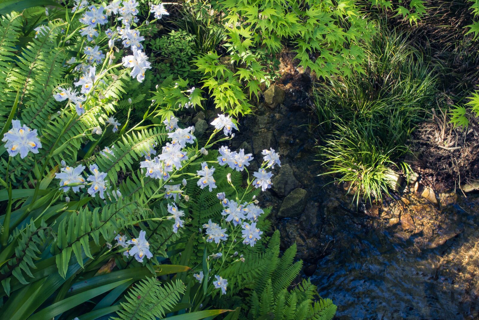 PENTAX RICOH IMAGING PENTAX MX-1 sample photo. Japan, landscape, plant photography