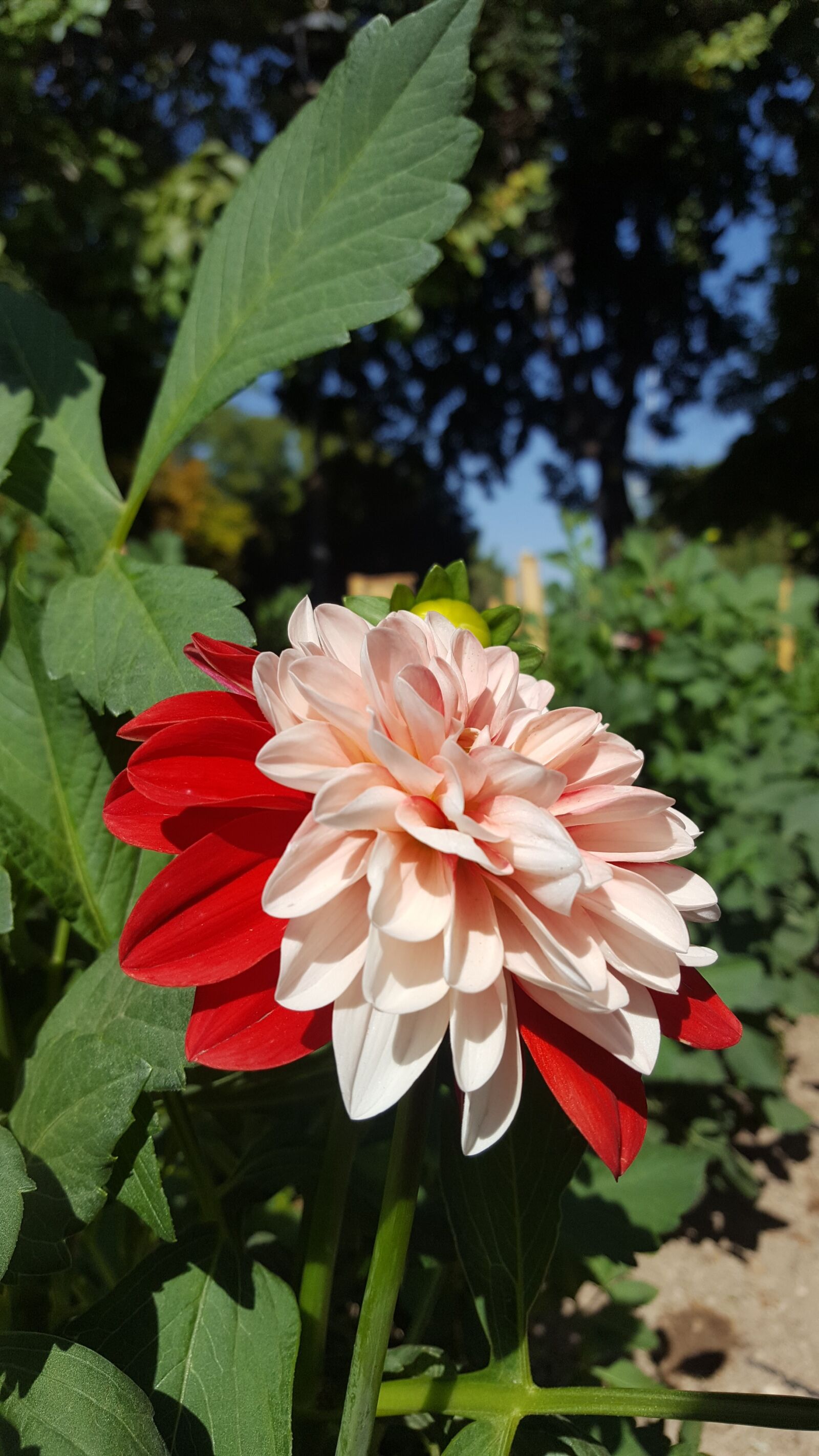Samsung Galaxy S6 sample photo. Flower, red, white photography