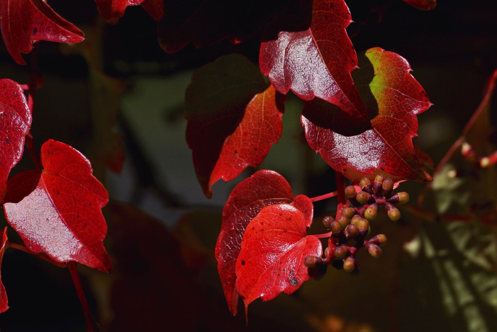 Sony DT 55-300mm F4.5-5.6 SAM sample photo. Vine, wine partner, leaves photography
