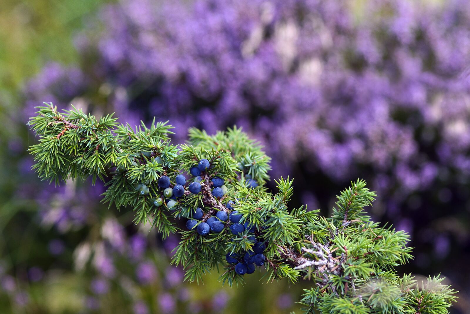 Canon EOS 7D sample photo. Bloom, blossom, depth of photography