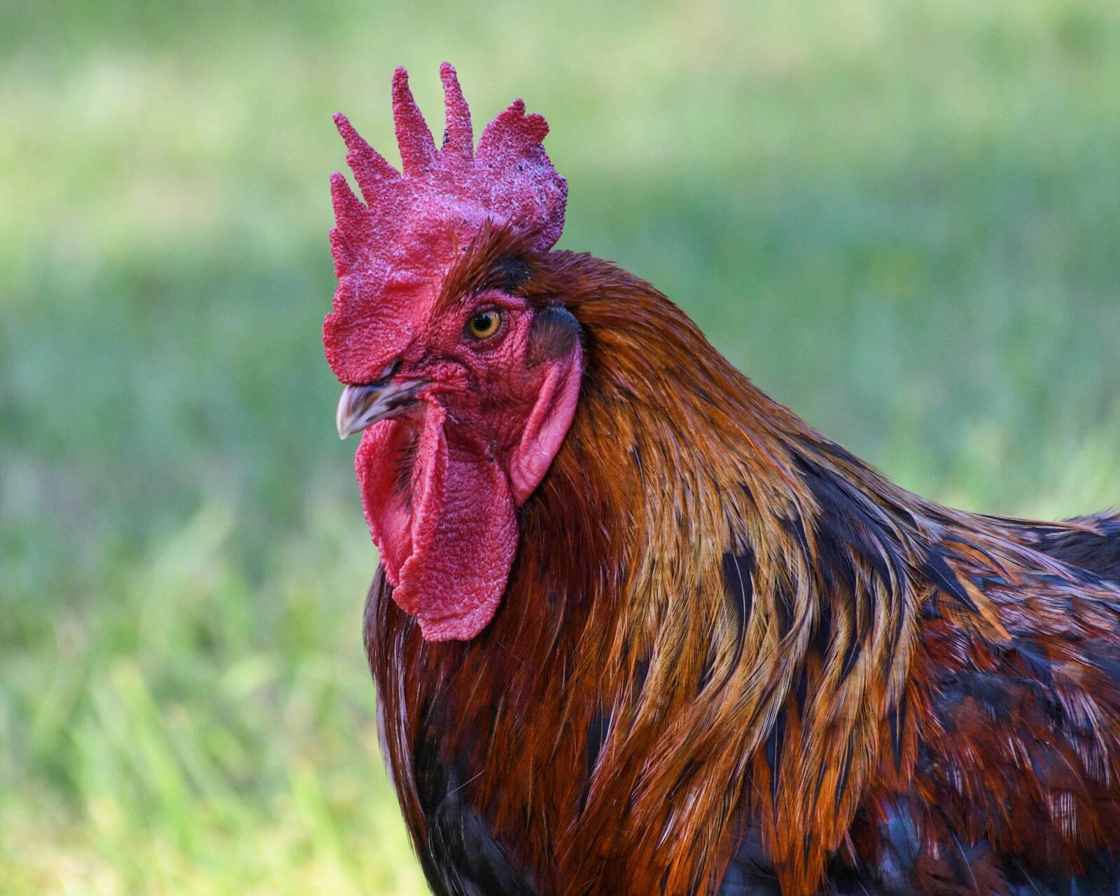 Nikon D500 sample photo. Rooster, farmyard, feather, bird photography