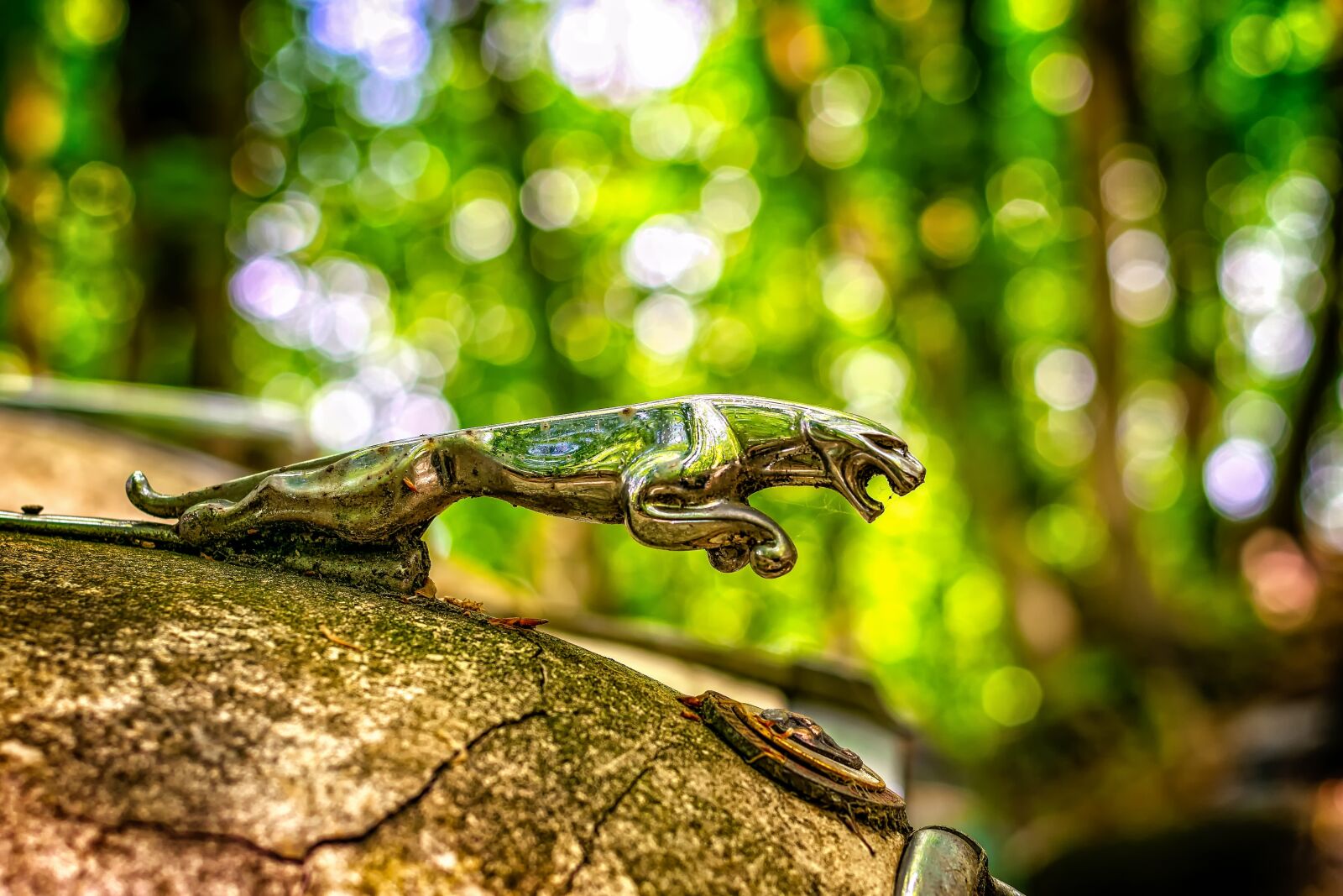Nikon D3300 sample photo. Jaguar, predator, symbol photography