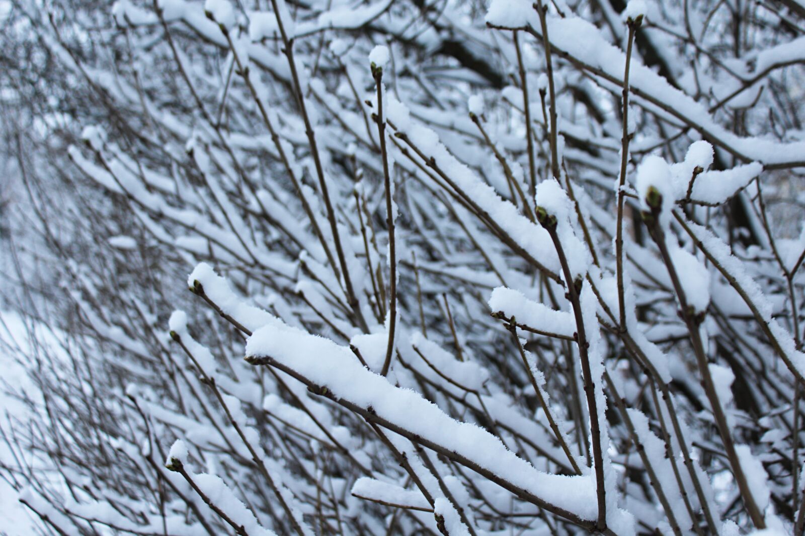 Canon EOS 1200D (EOS Rebel T5 / EOS Kiss X70 / EOS Hi) sample photo. Snow, snowflakes, winter photography