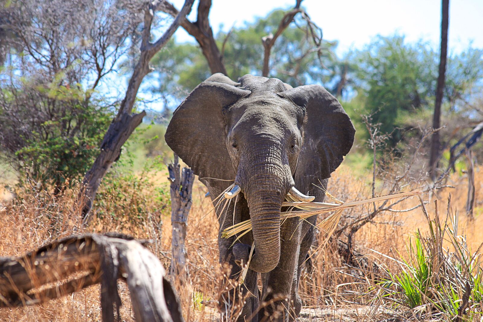 Canon EOS 40D sample photo. Elephant, africa, african bush photography