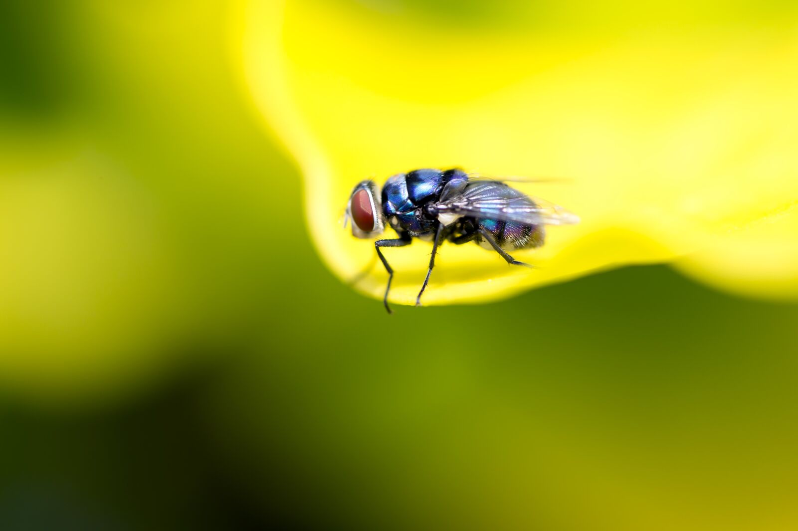 Nikon D4S sample photo. Fly, macro photography, insect photography