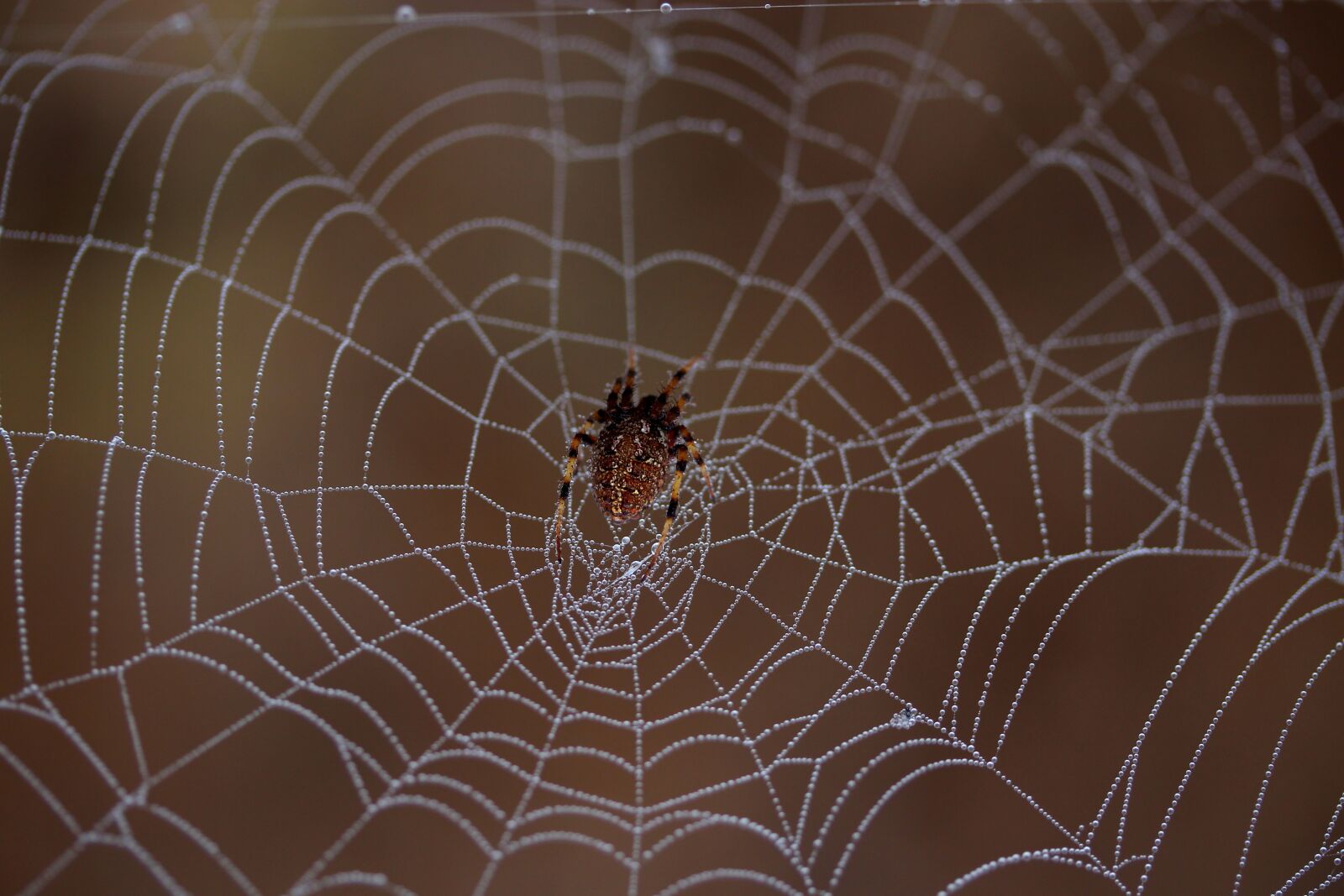 Canon EF-S 60mm F2.8 Macro USM sample photo. Spider, spider web, wet photography