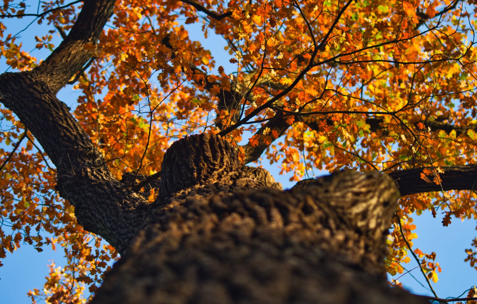 Pentax K-30 sample photo. Oak, autumn, leaves photography