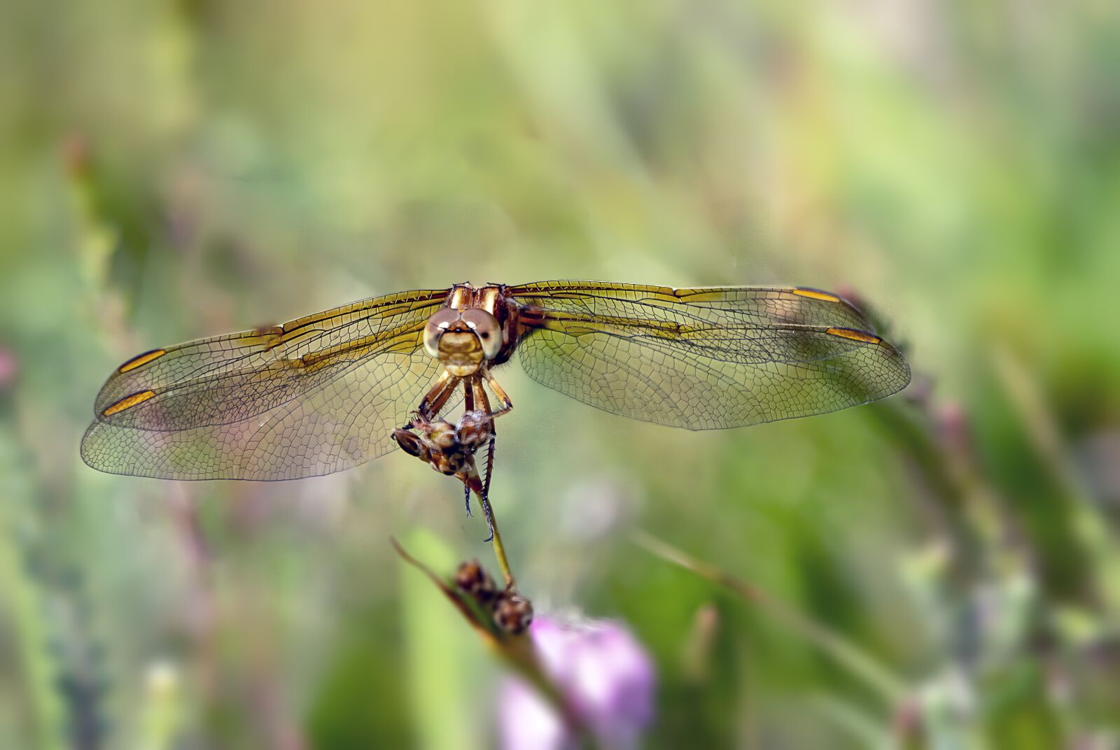 Canon EOS 800D (EOS Rebel T7i / EOS Kiss X9i) sample photo. Keeled-skimmer, dragonfly, perched photography