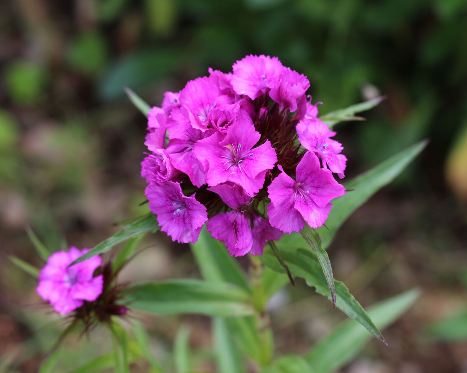 Canon EOS 700D (EOS Rebel T5i / EOS Kiss X7i) sample photo. Turkish carnation, carnations, green photography