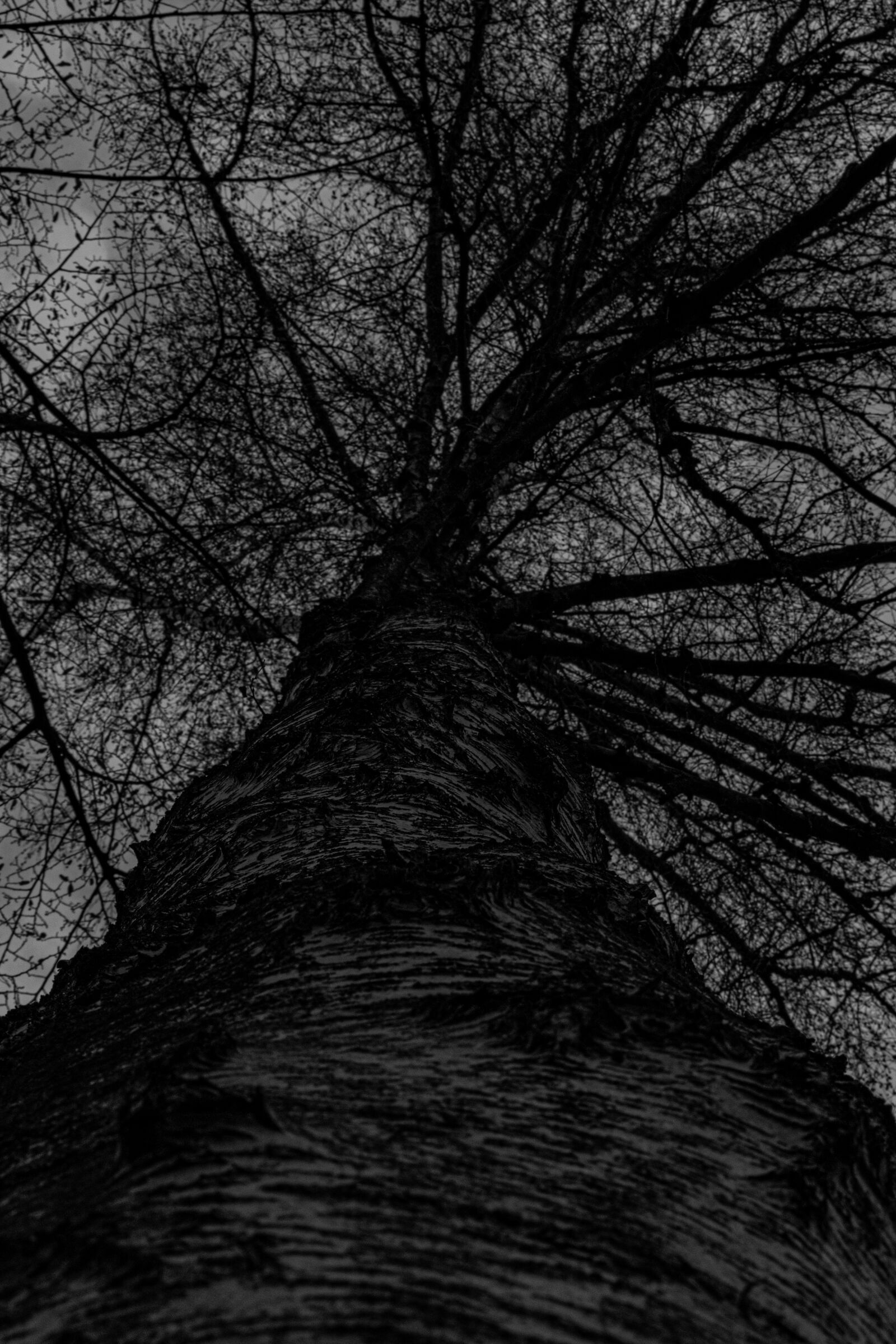 Nikon D5300 sample photo. Background, structure, tree photography