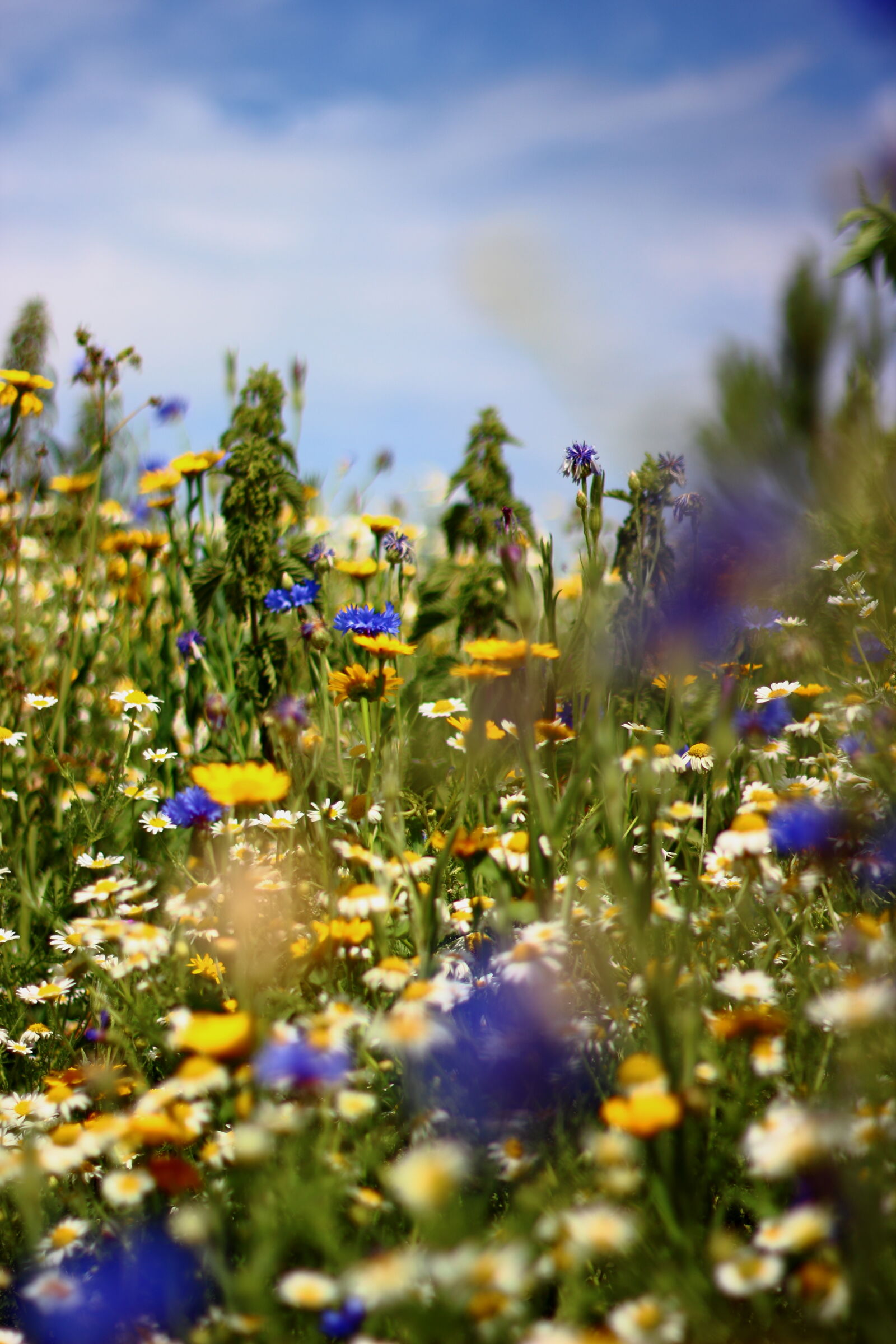 Canon EOS 600D (Rebel EOS T3i / EOS Kiss X5) + Canon EF 50mm F1.8 II sample photo. Flowers, sky, summer, wild photography