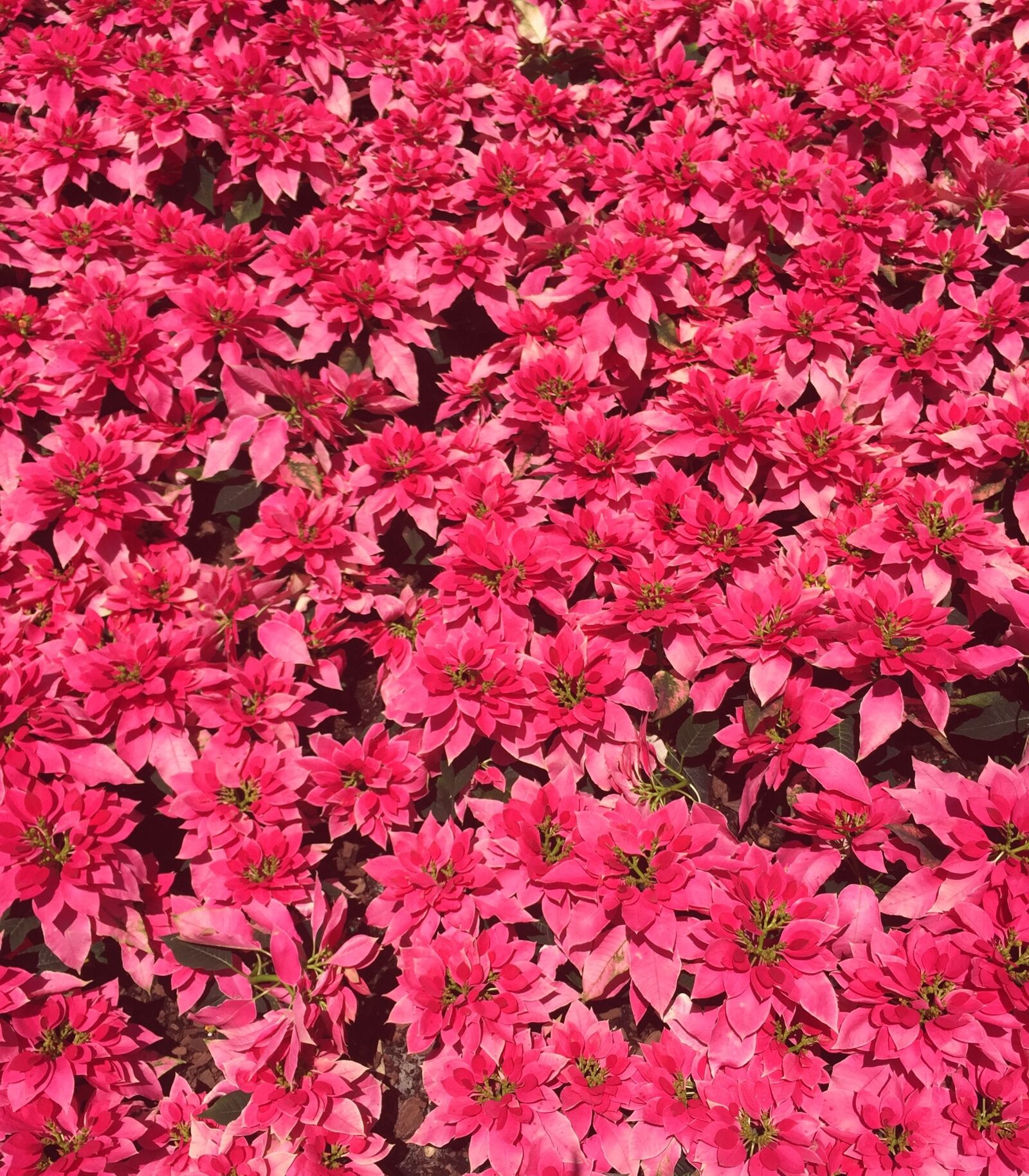 iPhone 6 Plus back camera 4.15mm f/2.2 sample photo. Flowers, pink, plants photography