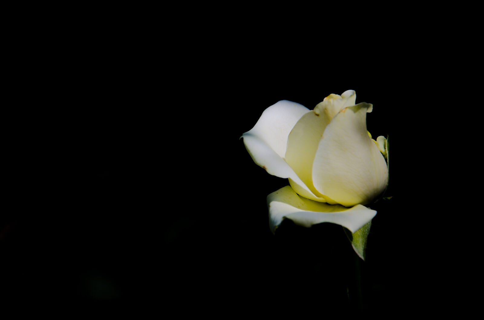Nikon D5100 sample photo