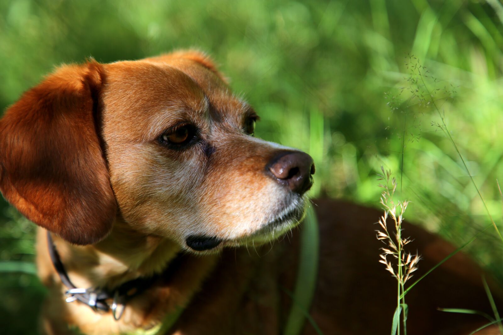 Canon EF 24-105mm F4L IS II USM sample photo. Dog, animal, outdoor photography