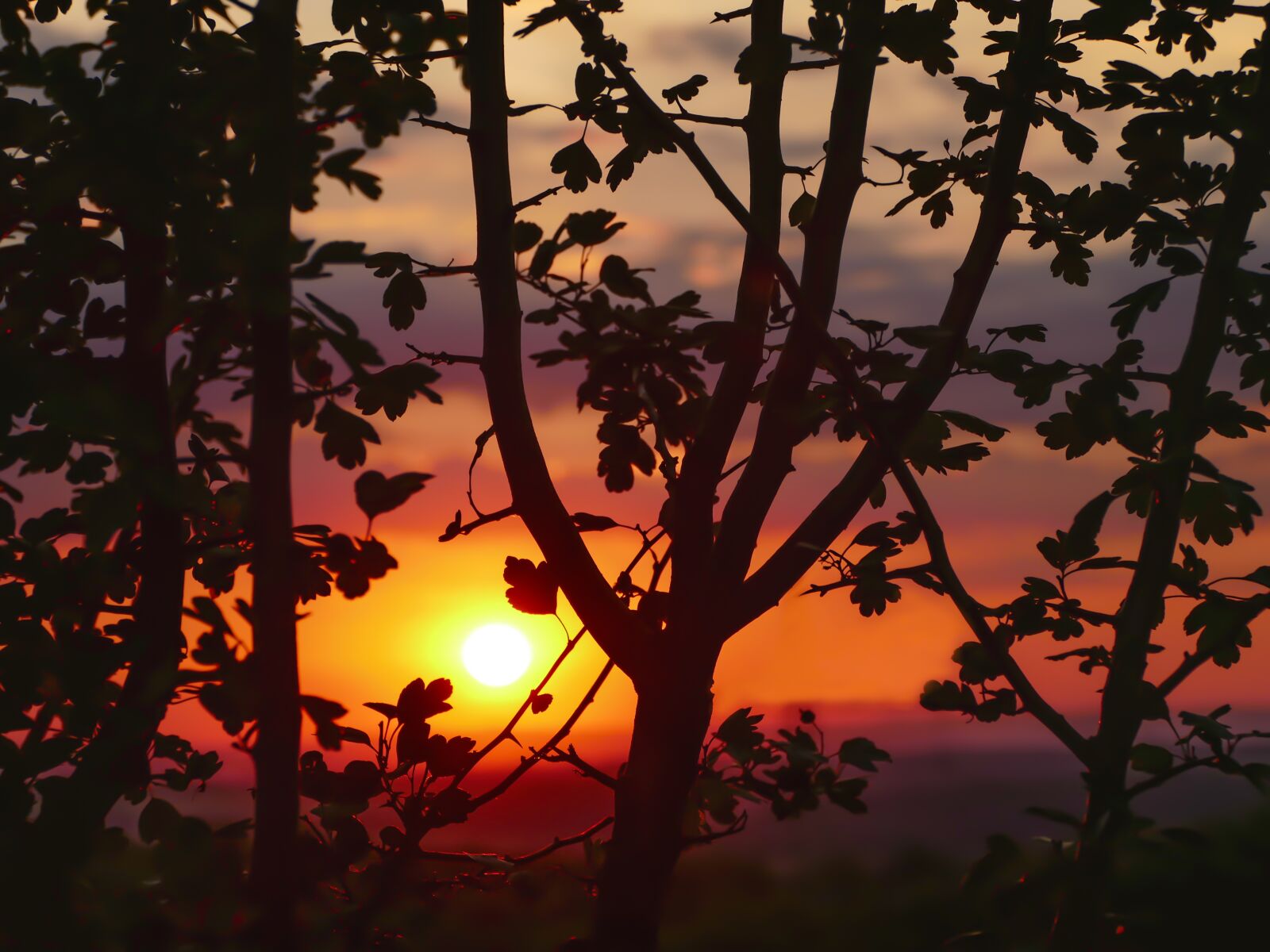 Panasonic Lumix DMC-FZ1000 sample photo. Evening sky, sunset, summer photography