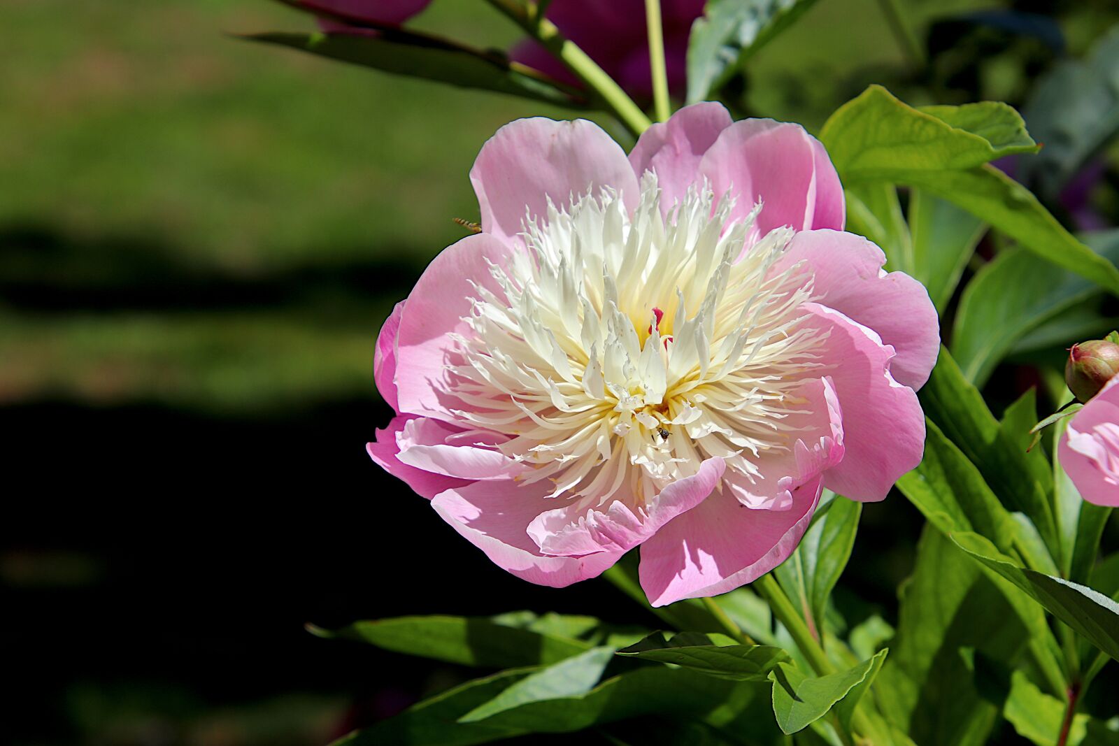 Canon EOS 800D (EOS Rebel T7i / EOS Kiss X9i) sample photo. Peony, color pink, flowers photography