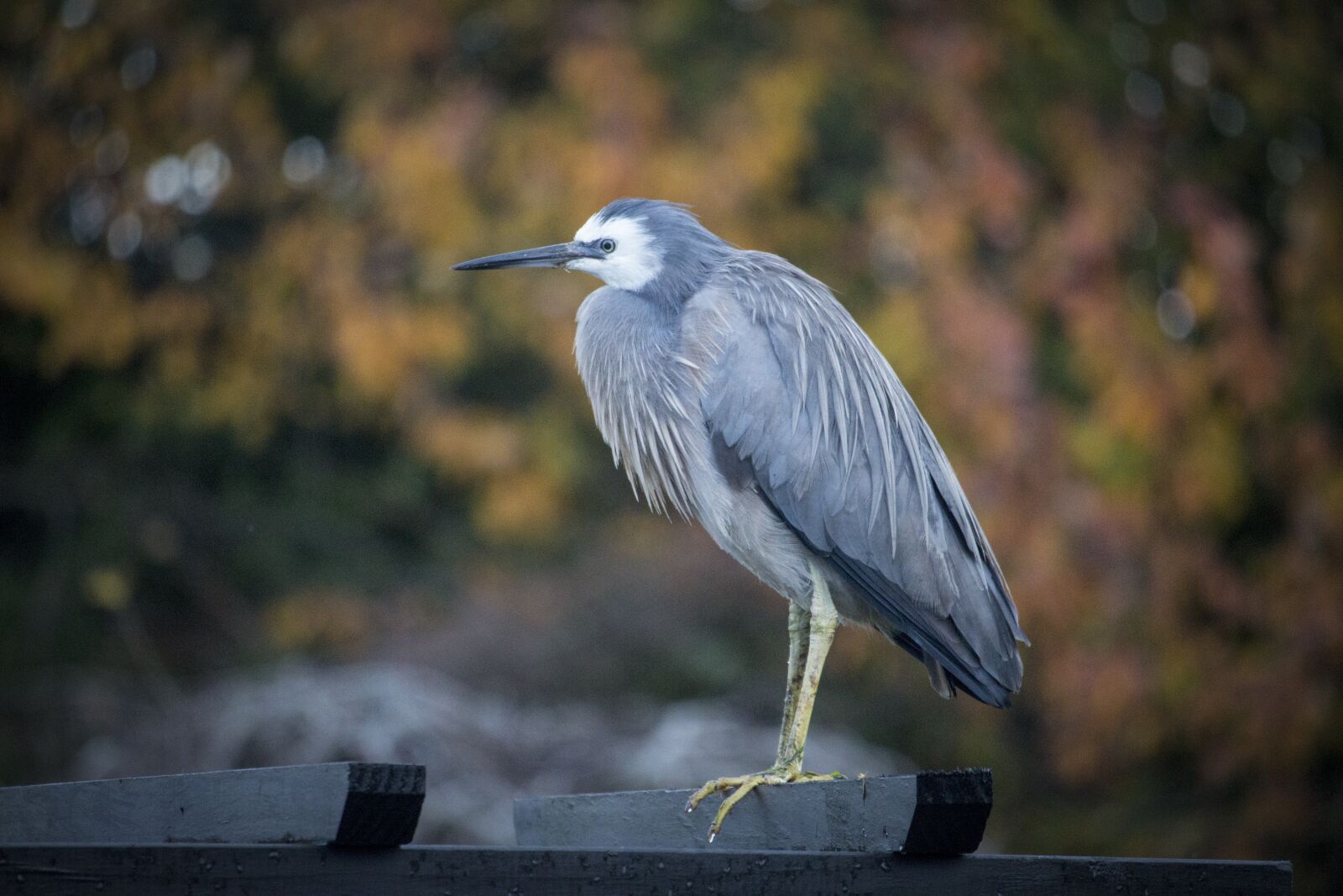 Canon EOS 700D (EOS Rebel T5i / EOS Kiss X7i) sample photo. Blue heron, bird, nature photography
