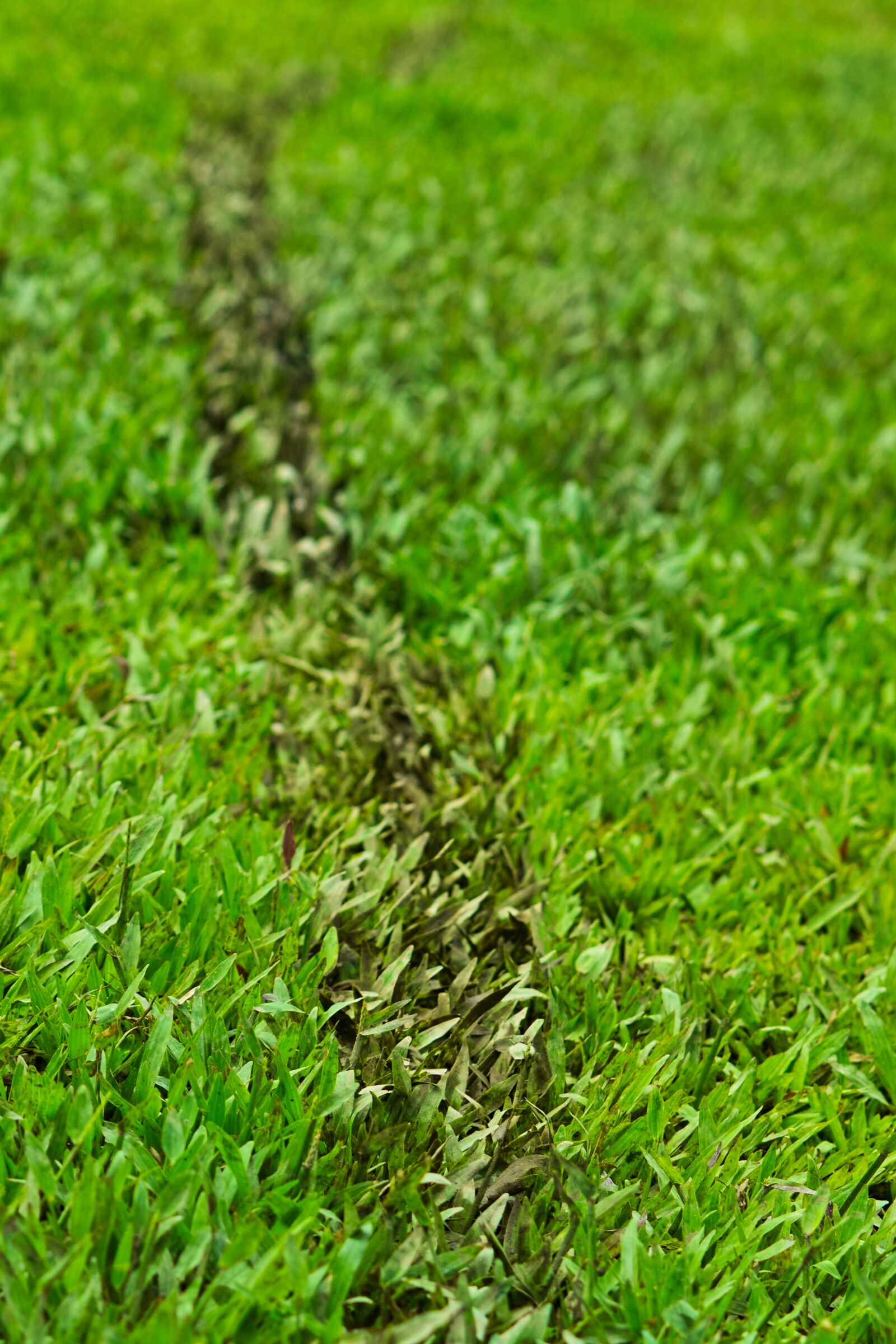 Nikon D3100 sample photo. Grass, trail, nature photography