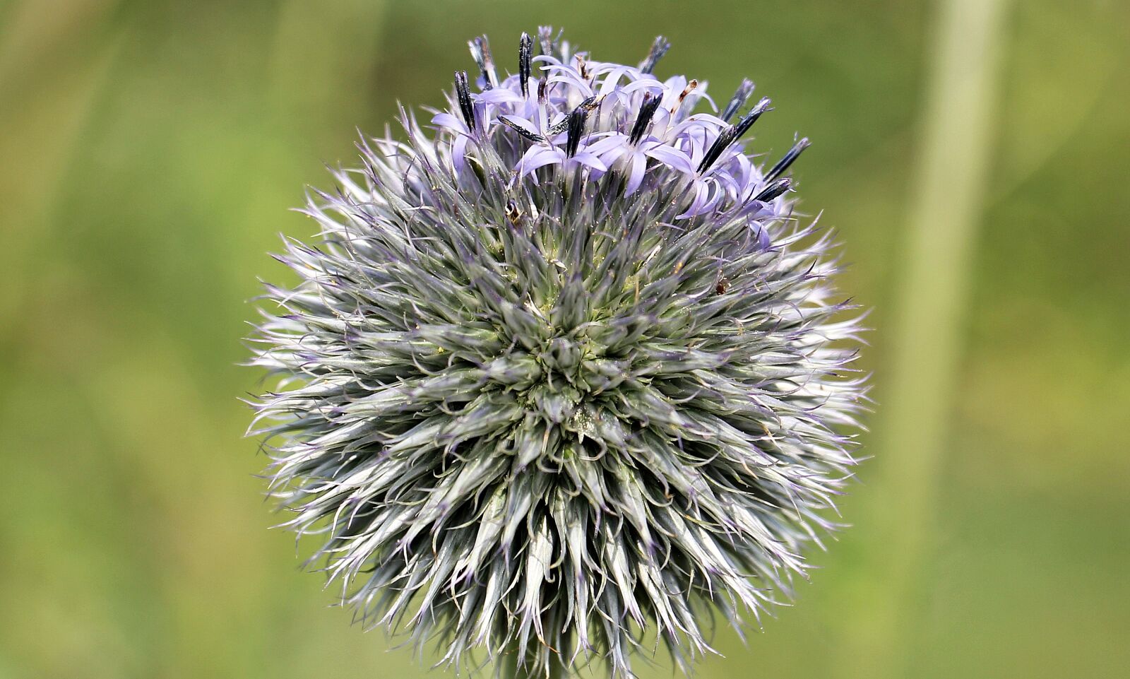 Canon EOS 550D (EOS Rebel T2i / EOS Kiss X4) sample photo. Globe thistle, composites, blossom photography