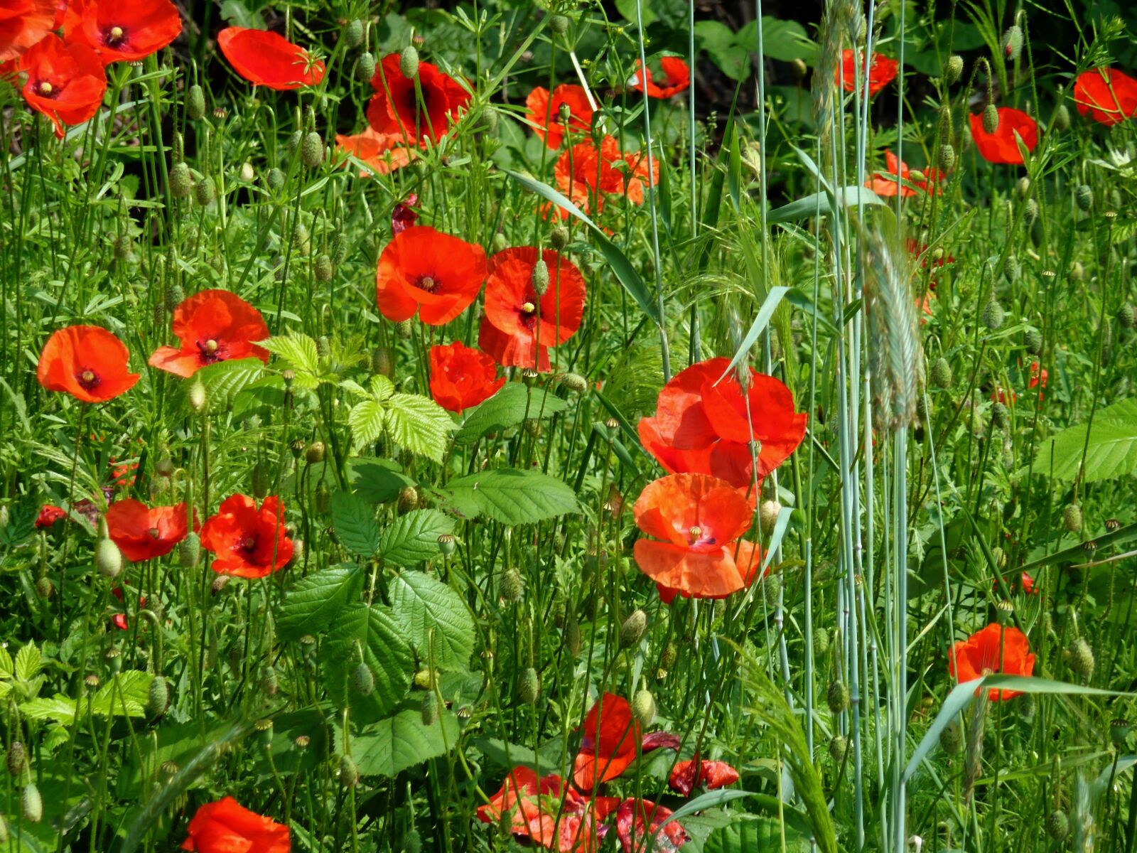 Panasonic DMC-TZ7 sample photo. Poppy, field of poppies photography