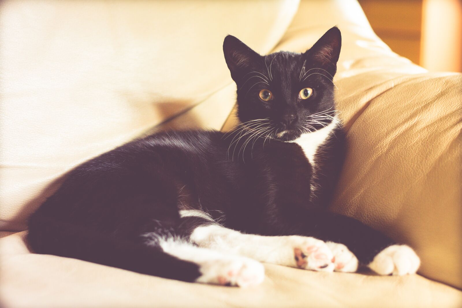 Nikon D5200 sample photo. Cat, kitten, animal photography