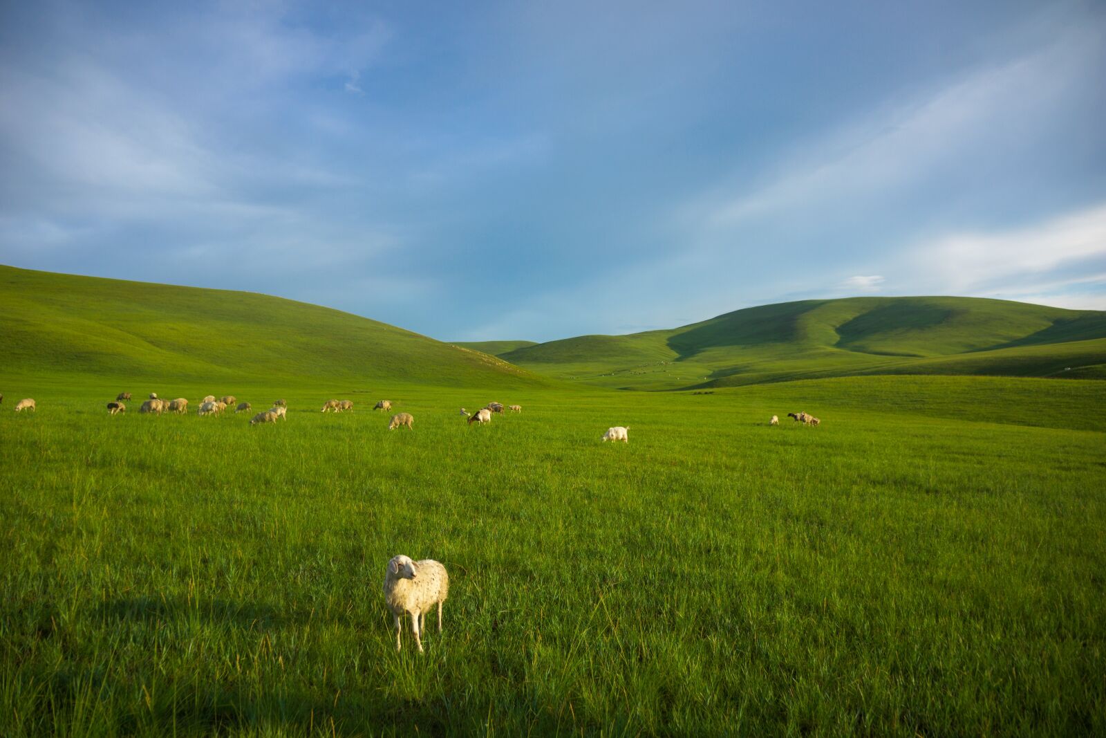 Sony Alpha NEX-7 sample photo. Prairie, sheep, inner mongolia photography