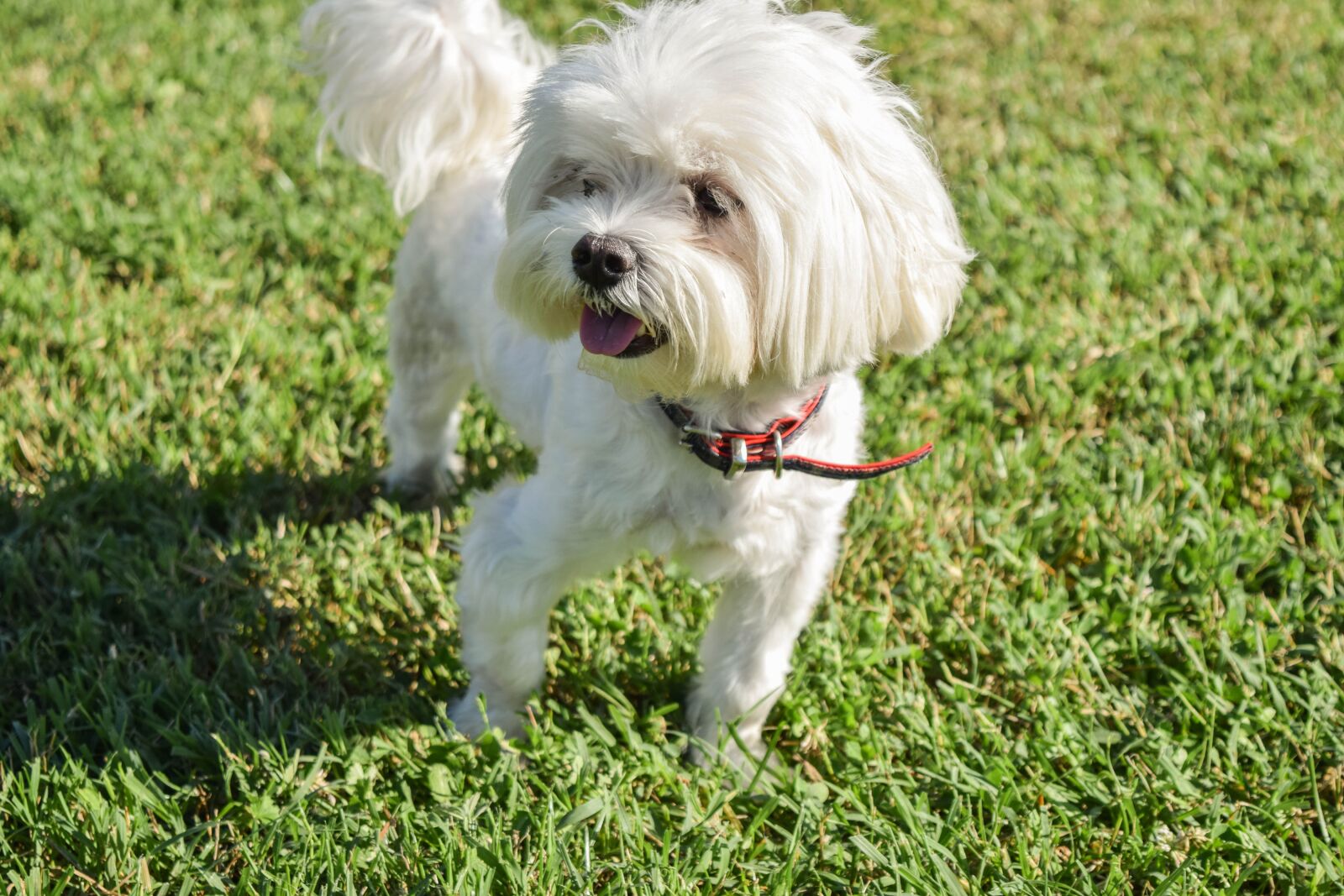 Nikon D3300 sample photo. Friend, dog, cute photography