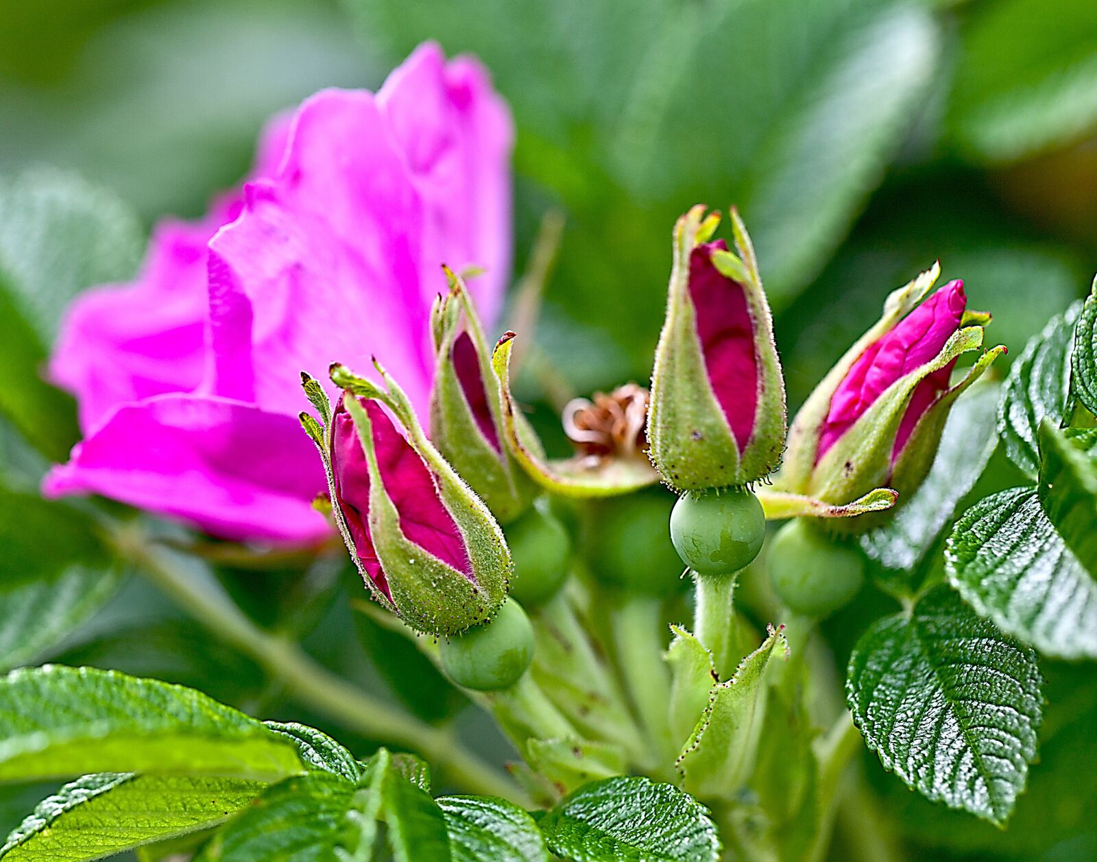 Canon EOS 5D Mark II sample photo. Flower, rose, wild rose photography