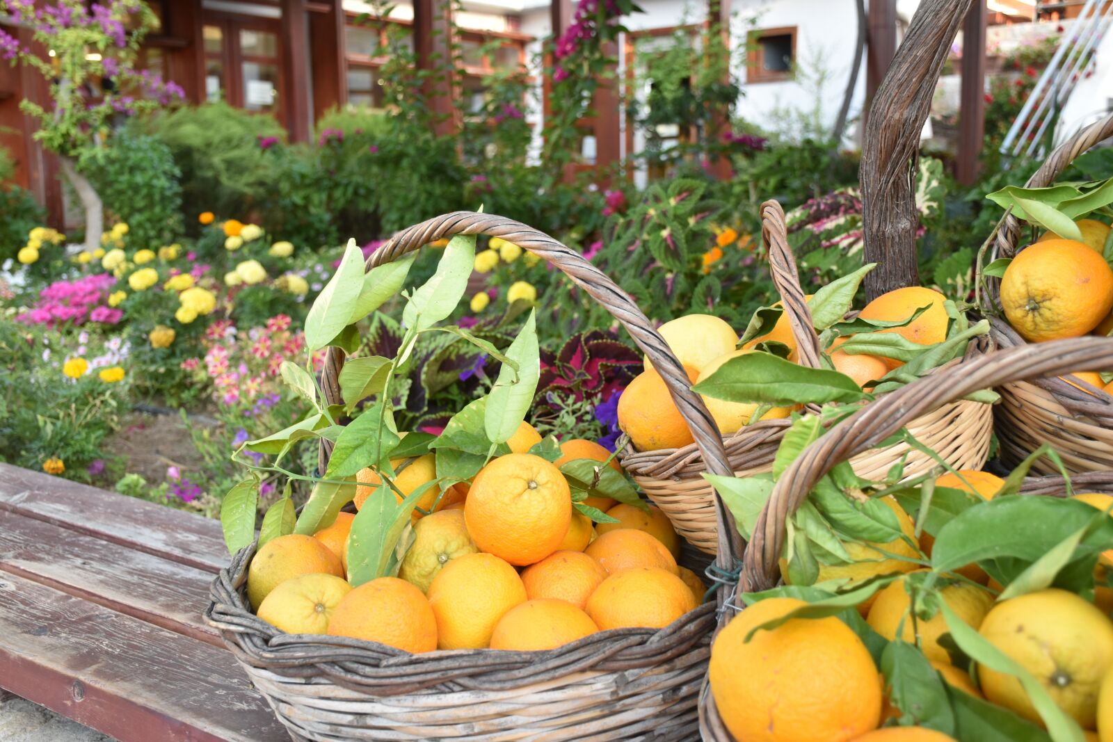 Nikon D5500 sample photo. Oranges, orange, orange basket photography