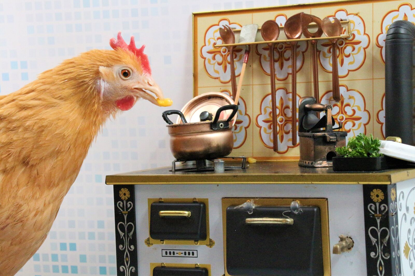 Canon EOS 700D (EOS Rebel T5i / EOS Kiss X7i) sample photo. Chicken, bird, animal photography