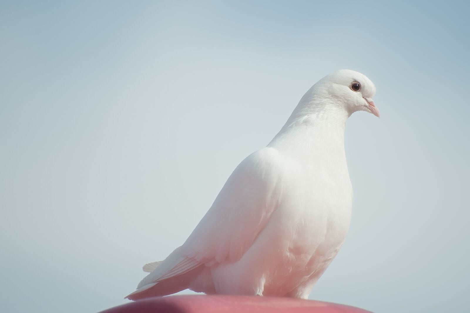 Nikon D700 sample photo. Animals, birds, dove photography