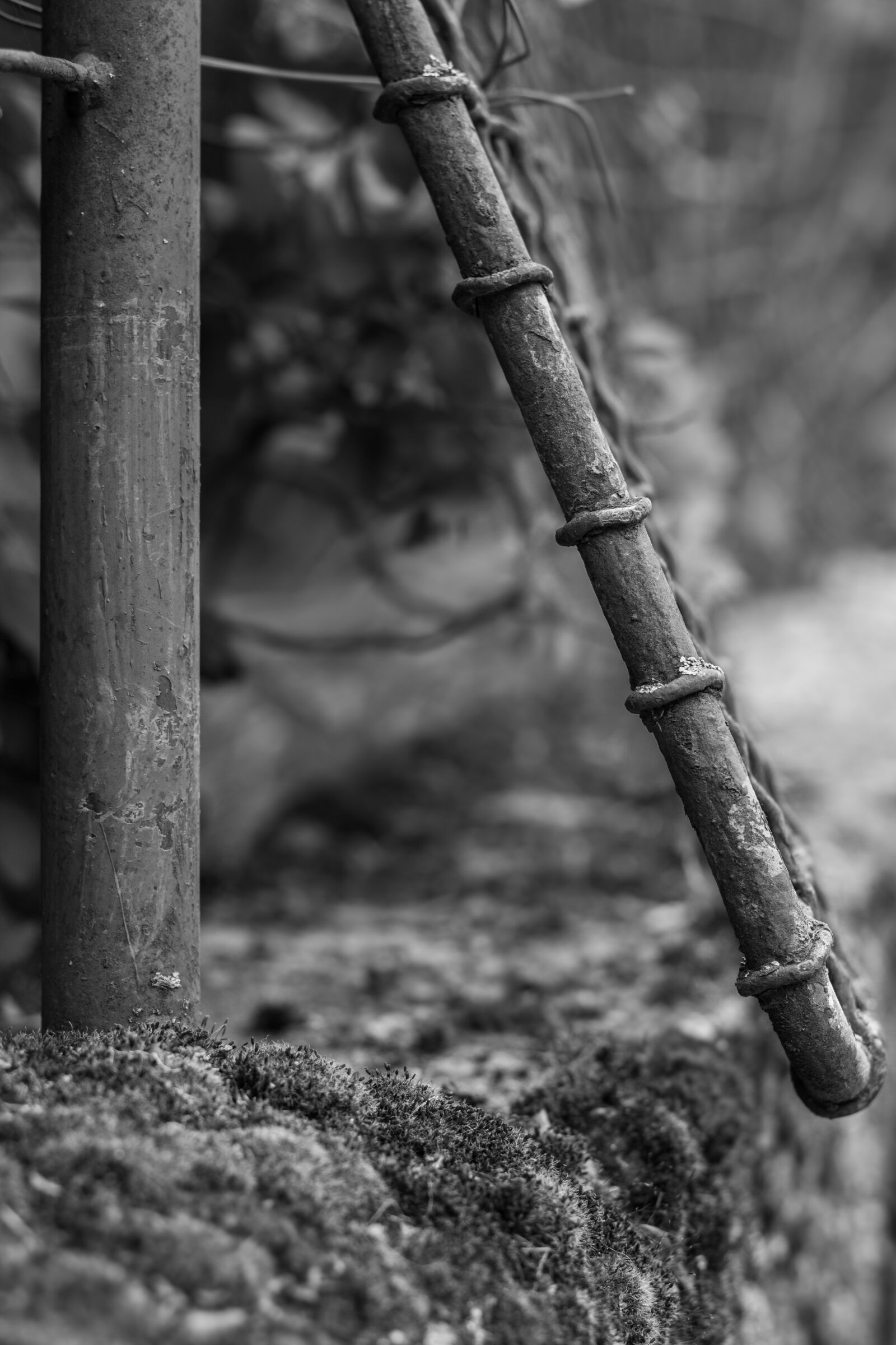 Canon EOS 700D (EOS Rebel T5i / EOS Kiss X7i) + Canon EF 50mm F1.8 STM sample photo. Fence, iron, the depth photography