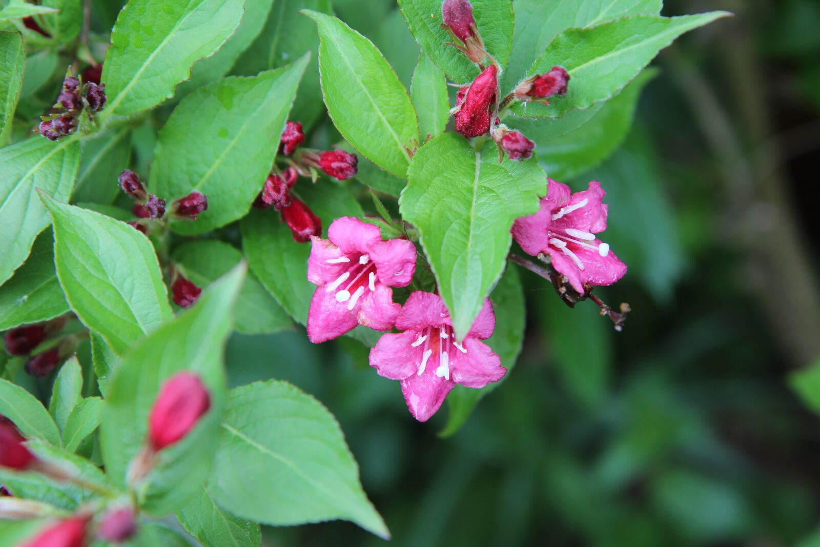Canon EOS 600D (Rebel EOS T3i / EOS Kiss X5) sample photo. Vegelia, weig lia, vegelia photography