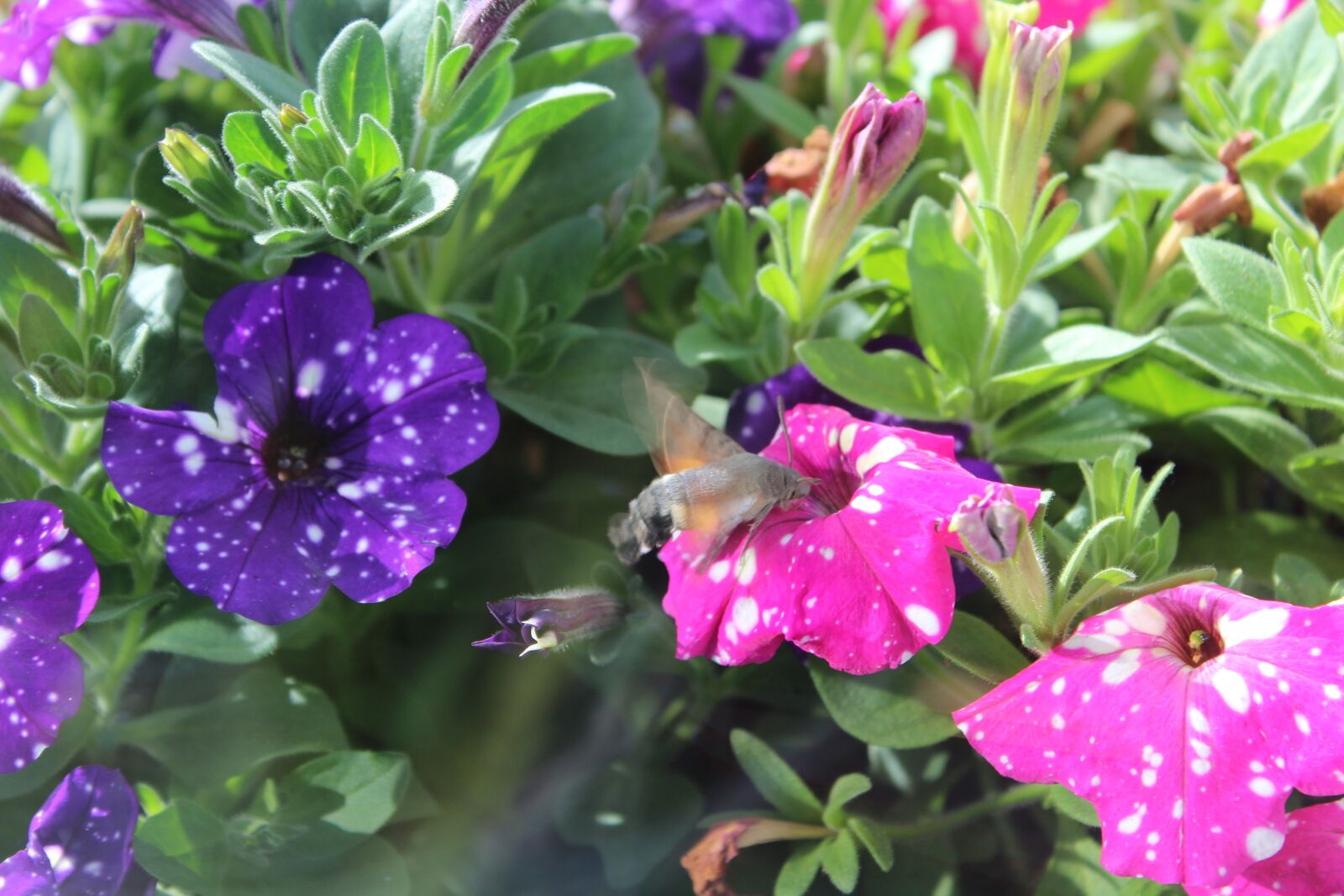 Canon EOS 1300D (EOS Rebel T6 / EOS Kiss X80) sample photo. Flower, insect, butterfly photography