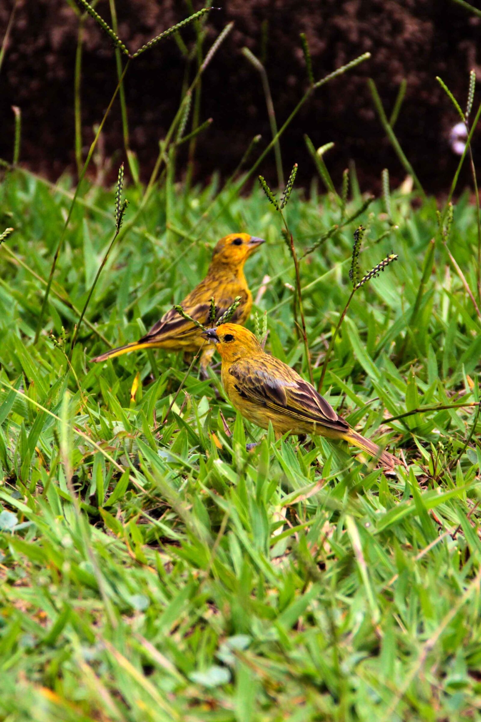 Canon EOS 600D (Rebel EOS T3i / EOS Kiss X5) sample photo. Birds, canaries, grass photography