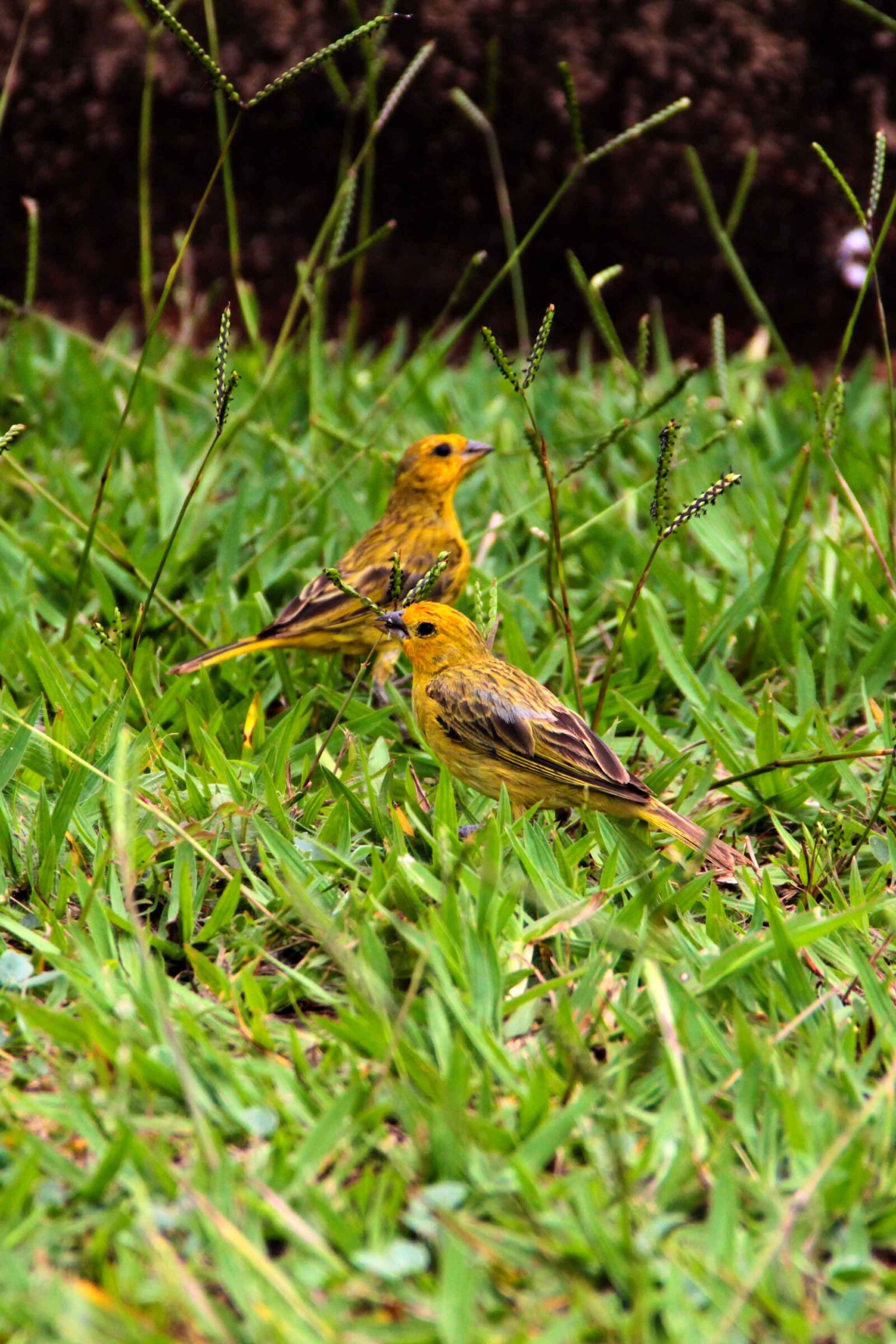 Canon EOS 600D (Rebel EOS T3i / EOS Kiss X5) + Canon EF-S 18-135mm F3.5-5.6 IS sample photo. Birds, canaries, grass photography