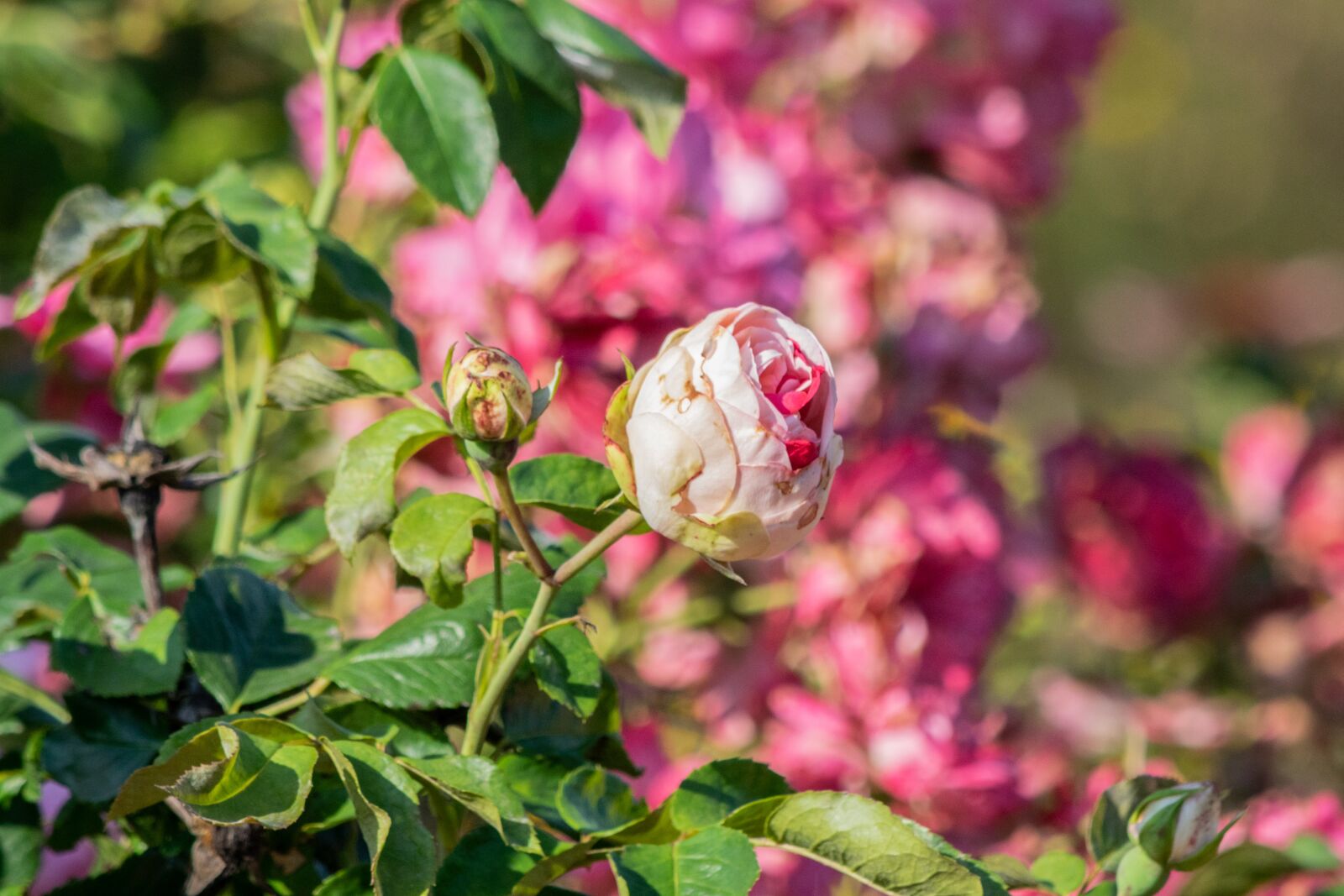 Nikon D3300 sample photo. Flower, garden, flowers photography