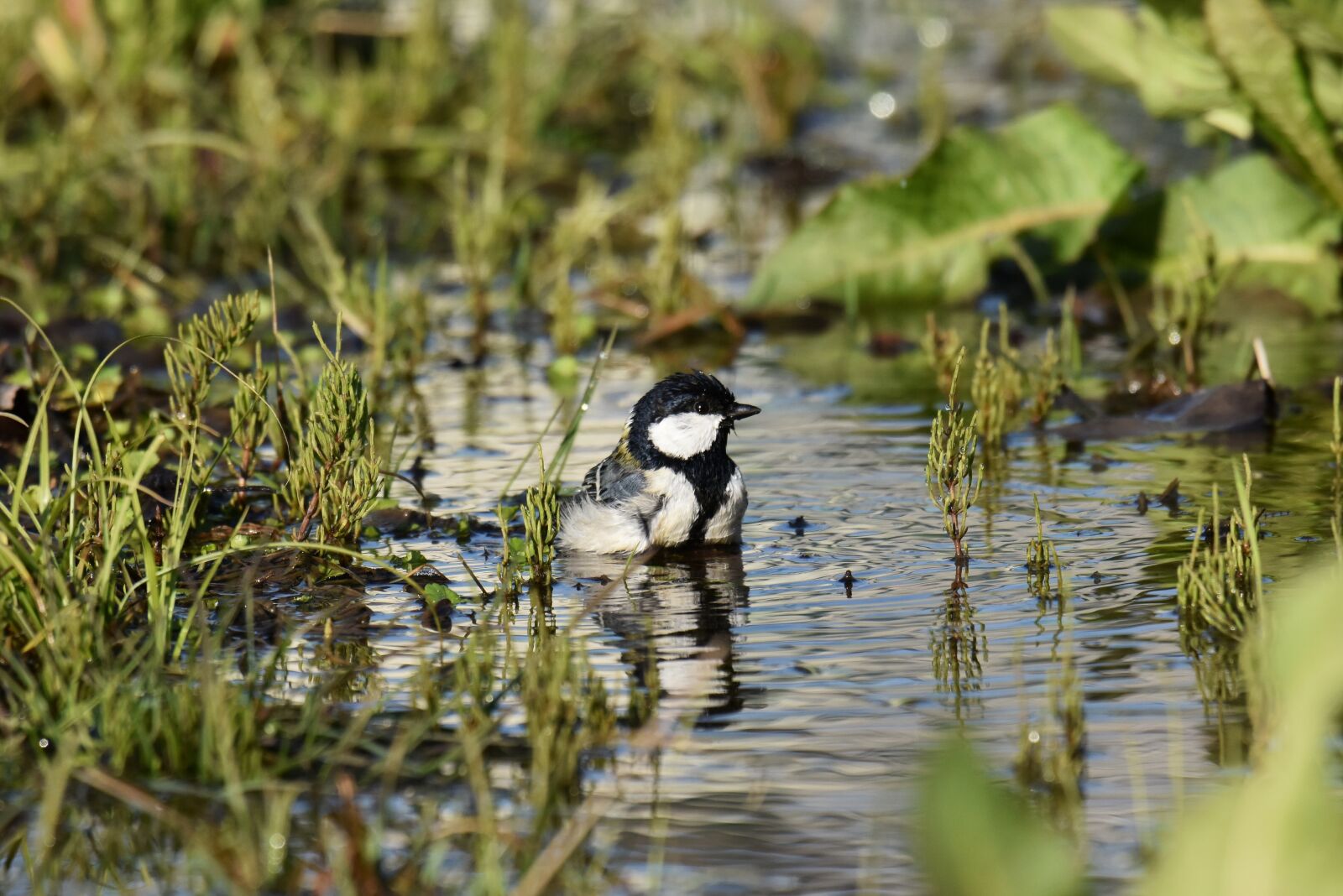 Nikon D7200 sample photo. Animal, grass, water photography