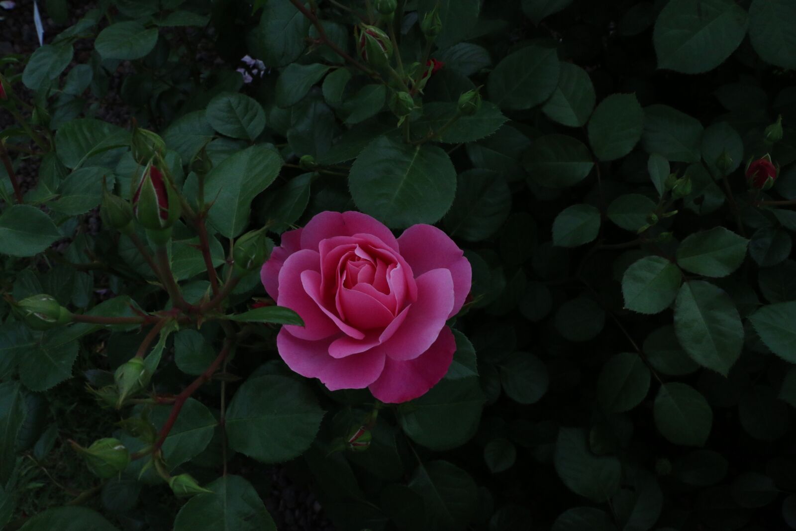 Canon EOS 70D sample photo. Liguria, italy, summer photography