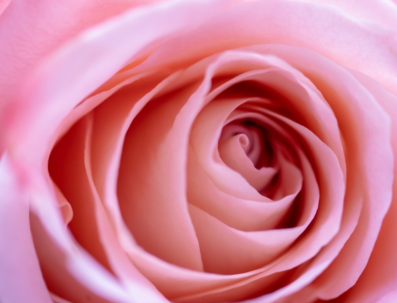 Canon EF-S 60mm F2.8 Macro USM sample photo. Rose, blossom, bloom photography
