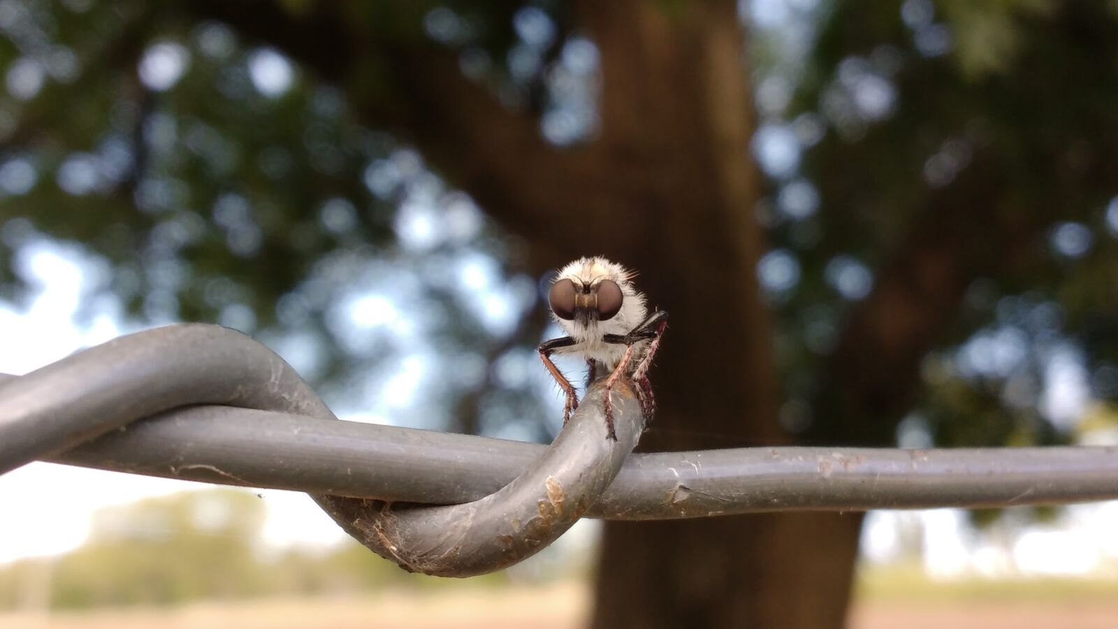 Motorola MotoG3 sample photo. Fly, insect, bug photography