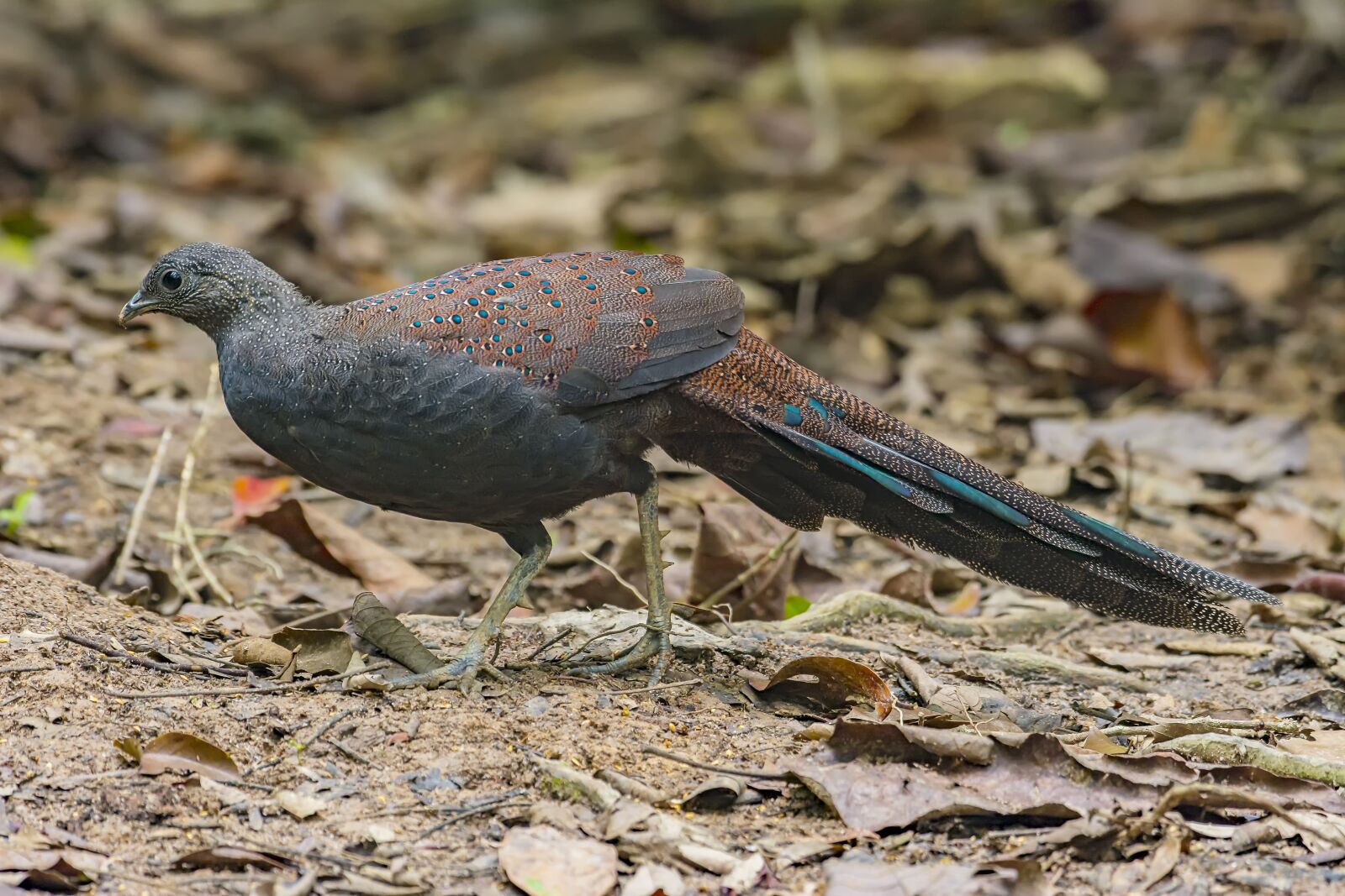 Nikon D7100 sample photo. Bird, malaysia birds, mountain photography