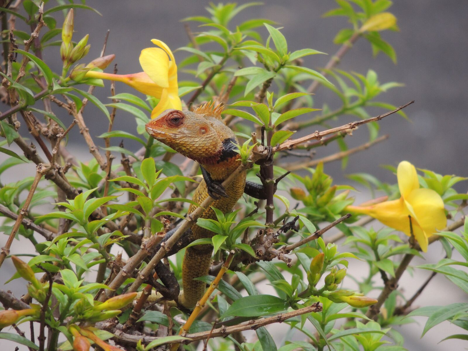 Nikon Coolpix P510 sample photo. Chameleon, chameleon on a photography