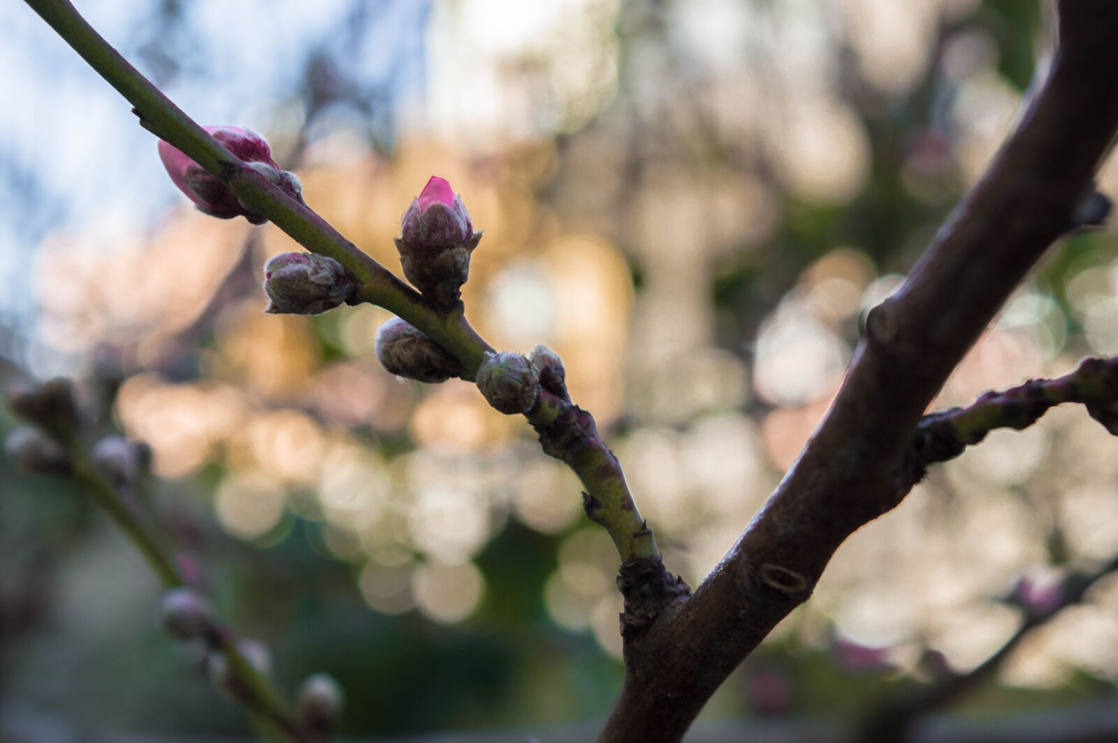 Nikon D3200 sample photo. Nature, green, flower photography
