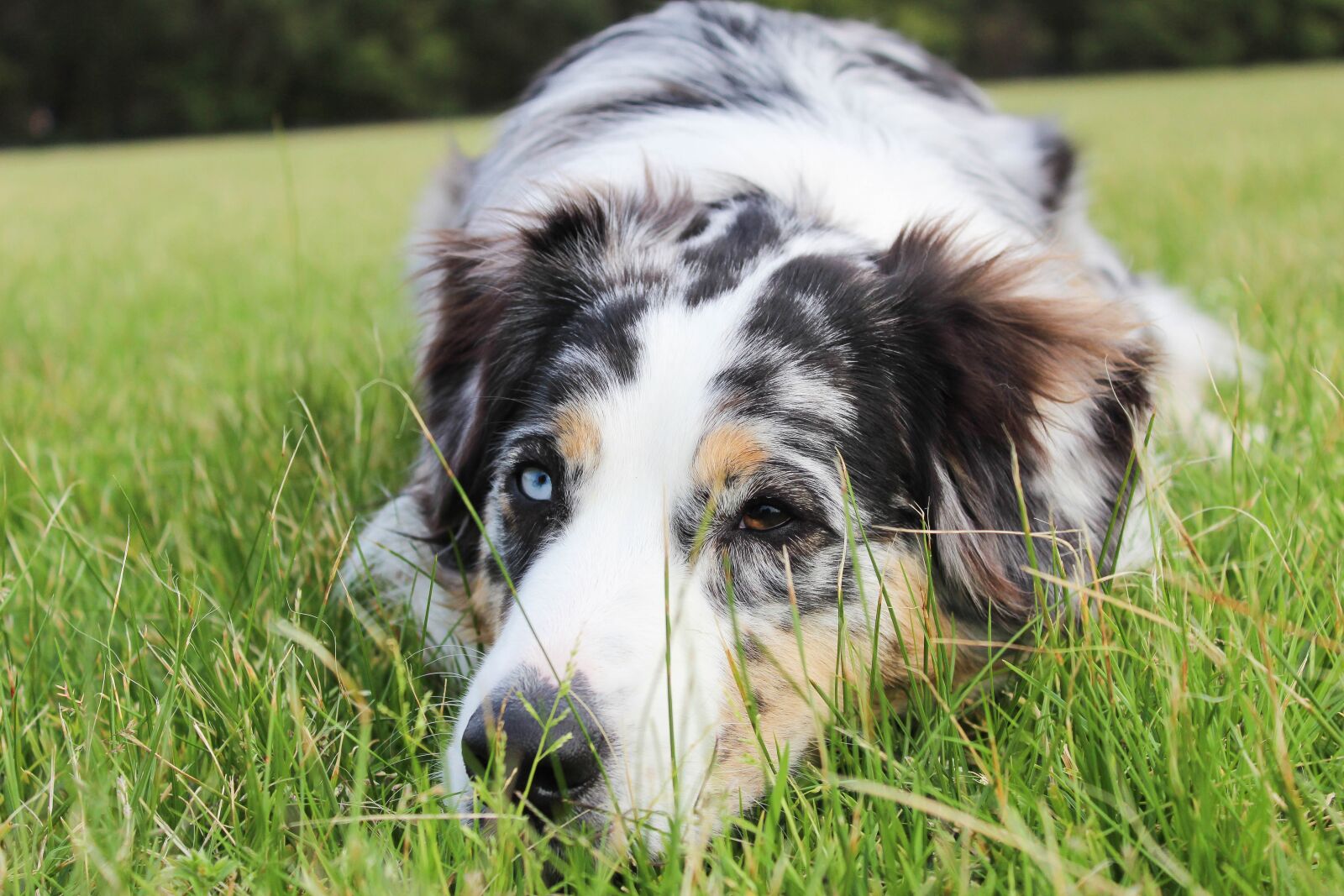 Canon EOS 1200D (EOS Rebel T5 / EOS Kiss X70 / EOS Hi) sample photo. Eyes, sad, puppy photography