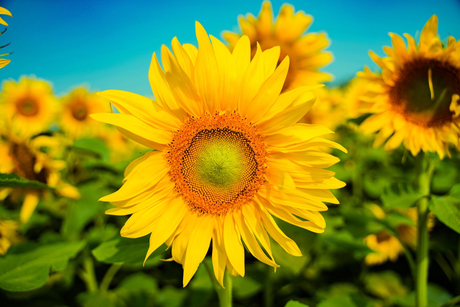 Sony a7 III + Tamron 28-75mm F2.8 Di III RXD sample photo. Flower, sunflower, nature photography