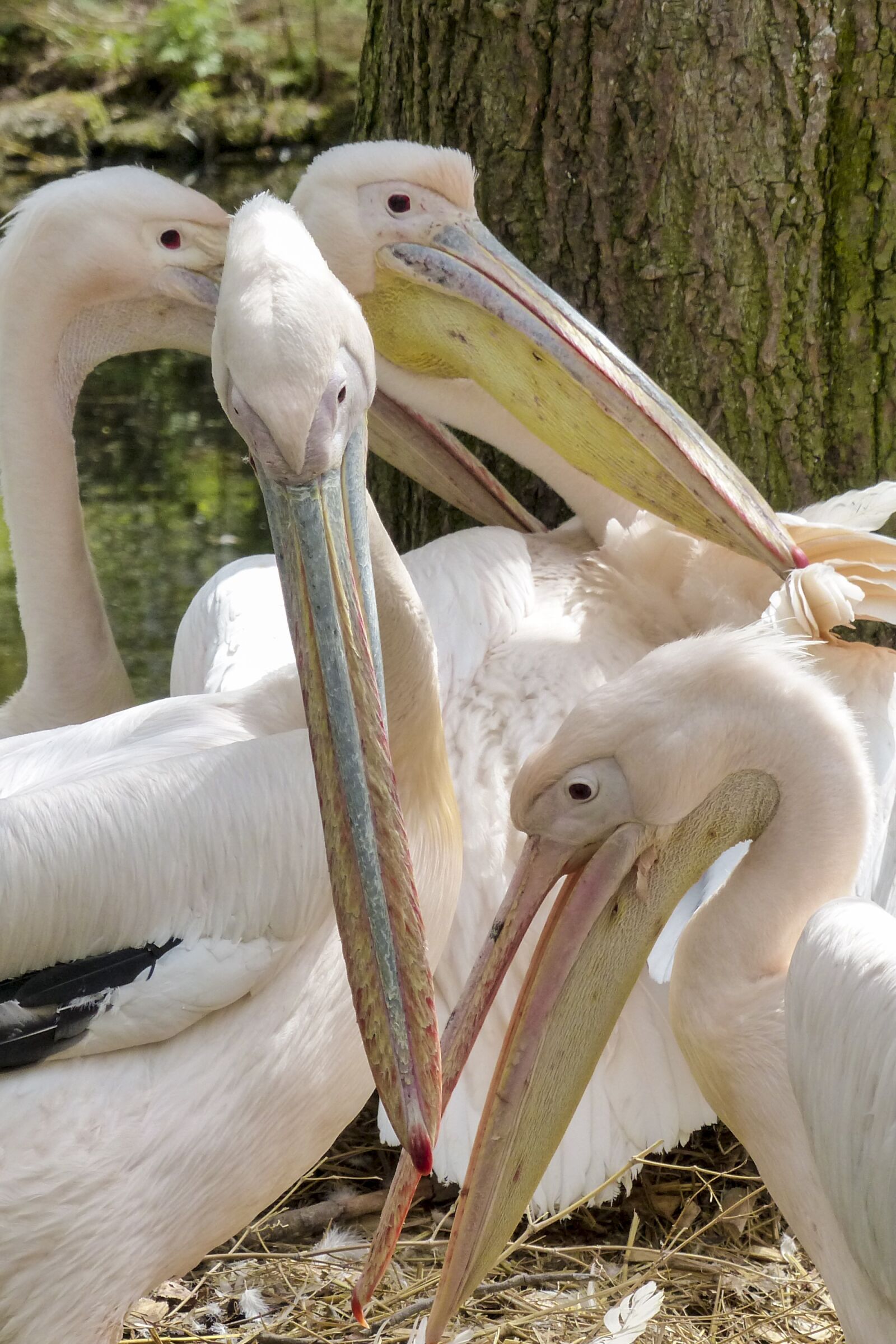 Panasonic Lumix DMC-FZ200 sample photo. Pelican, pink, water bird photography