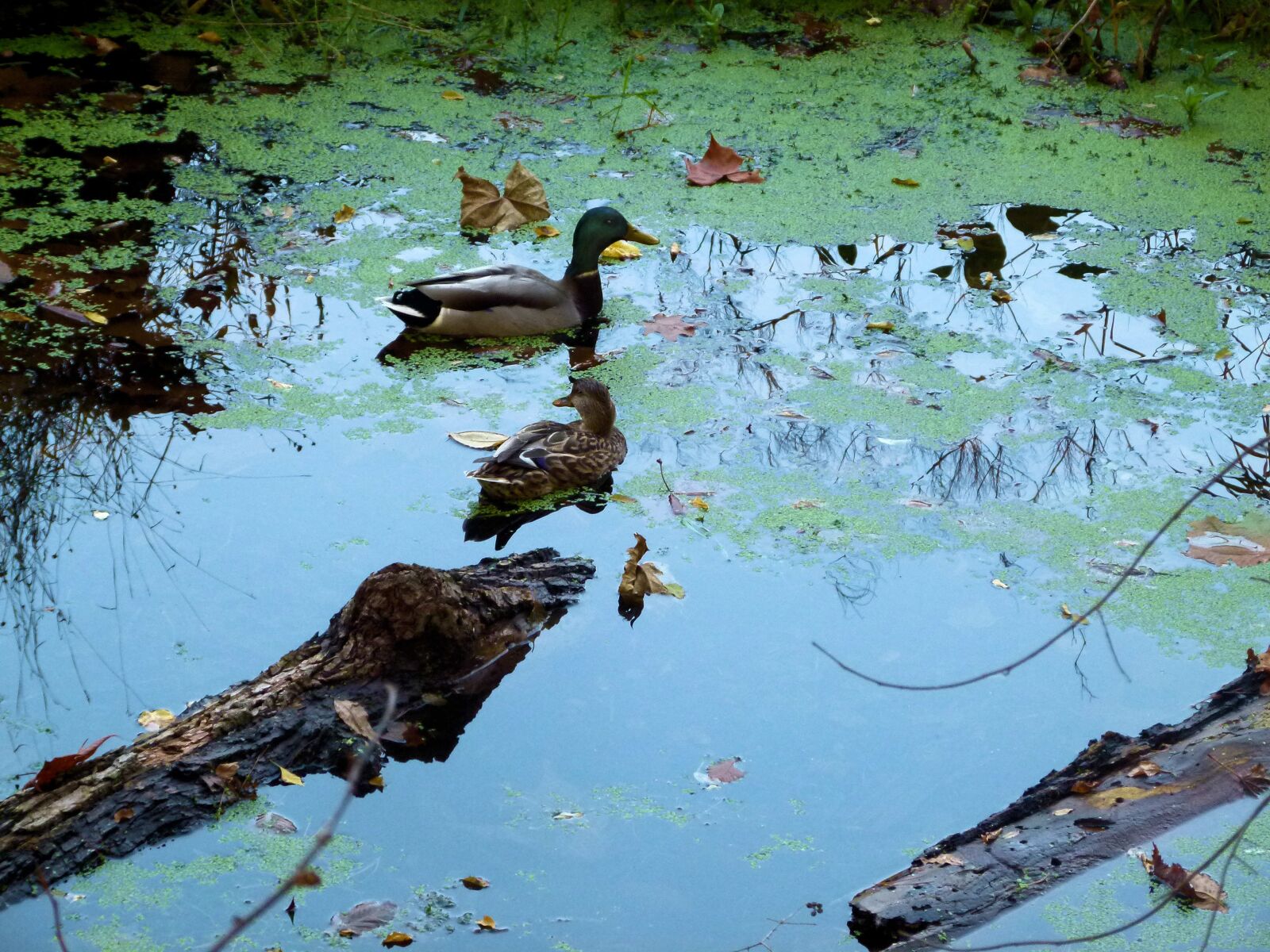 Panasonic Lumix DMC-FZ100 sample photo. Mallard, duck, duckweed photography